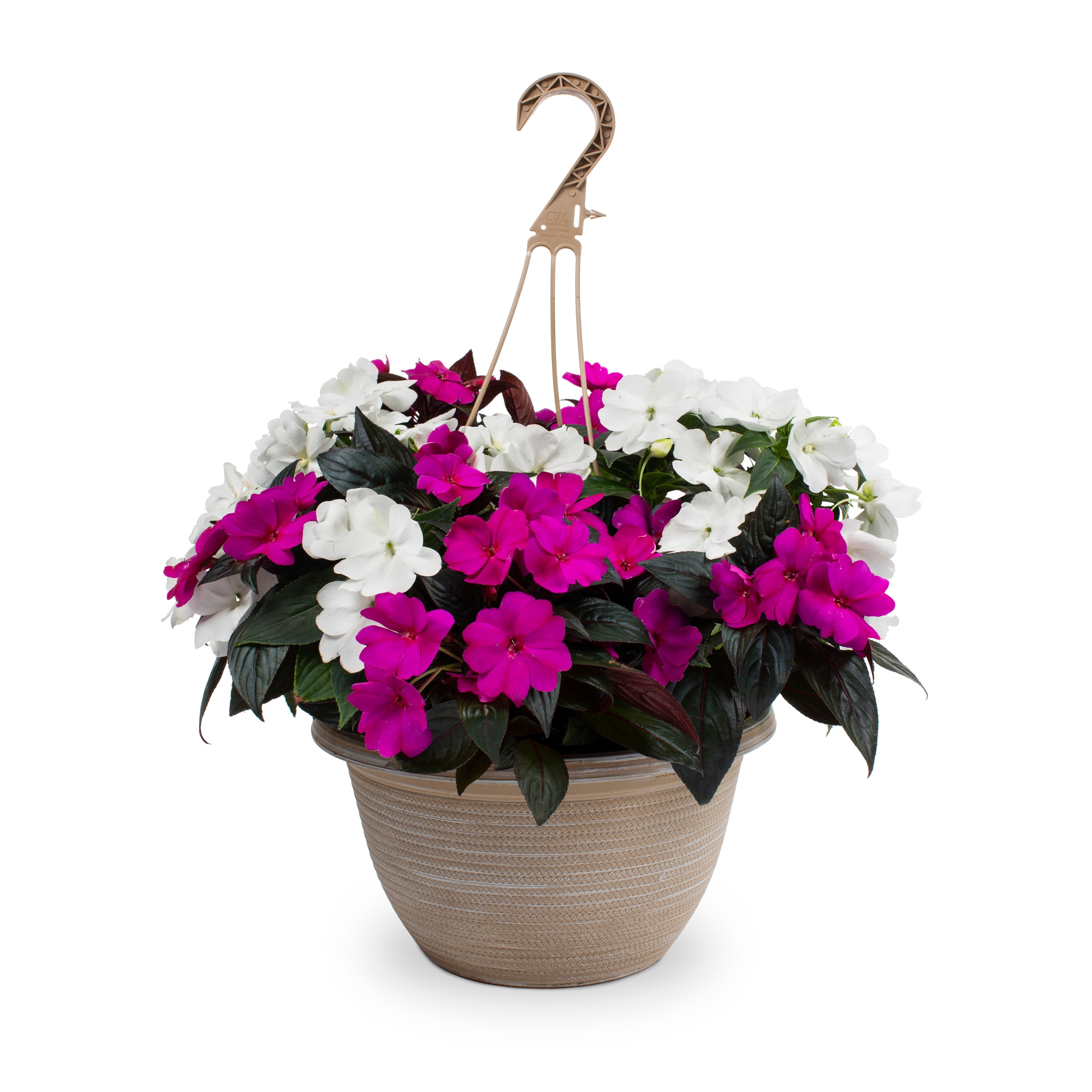 Lowe's 2671154 annuals - View #4