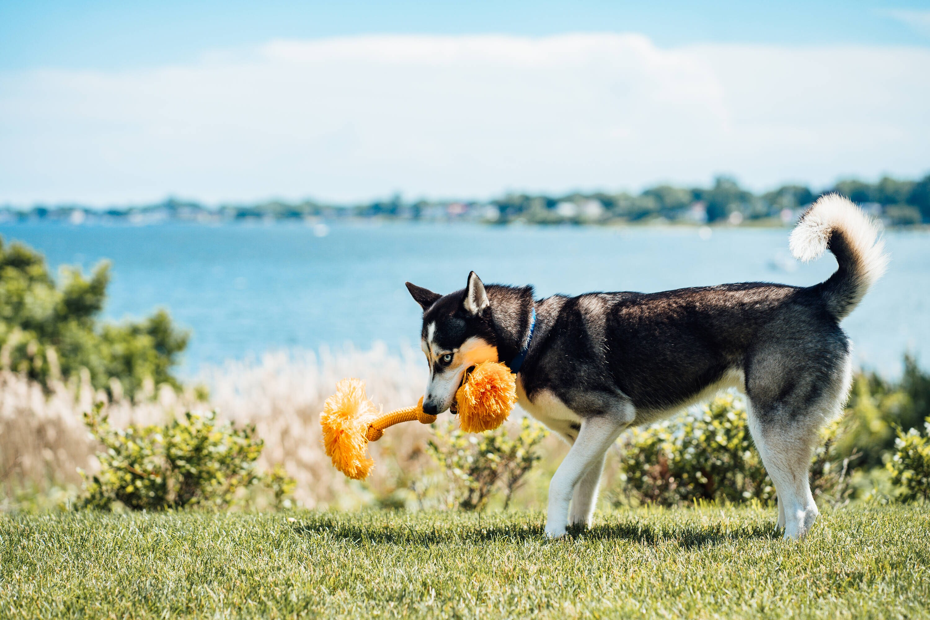 Playology Dri Tech Rope Dog Chew Toy - for Large Dog Breeds (35lbs and Up)  Chicken Scented Dog Toys for Heavy Chewers - Engaging, All-Natural