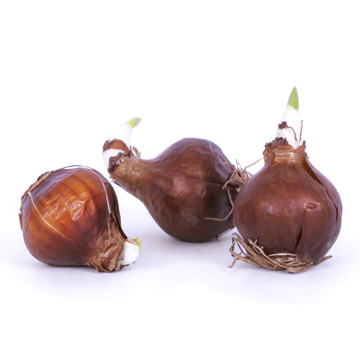  372202 Plant-Bulbs - View #2