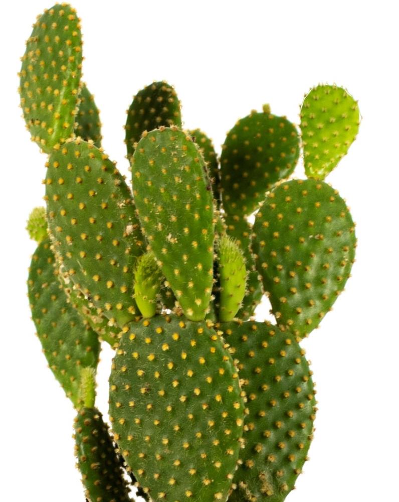 Cactus Cleaner Removing thorns from nopales 