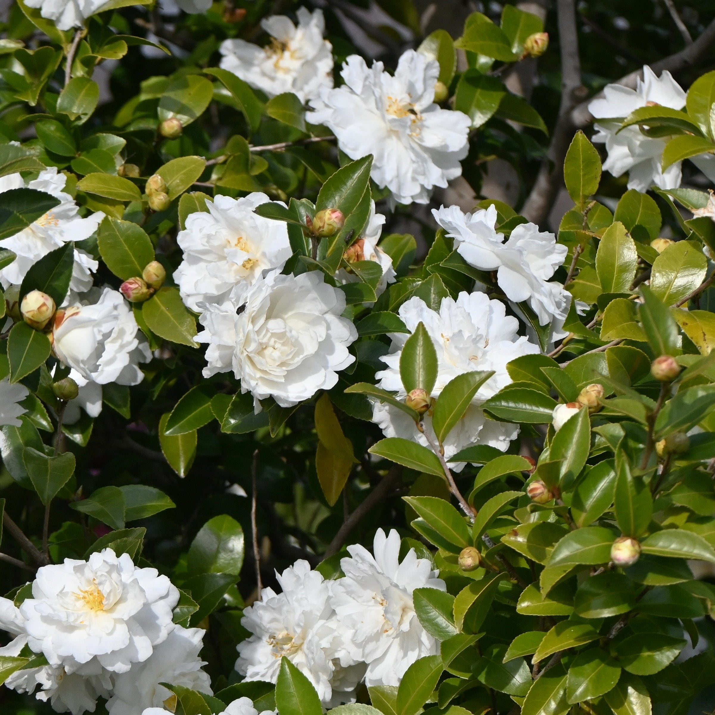 National Plant Network LW2803 shrubs - View #4