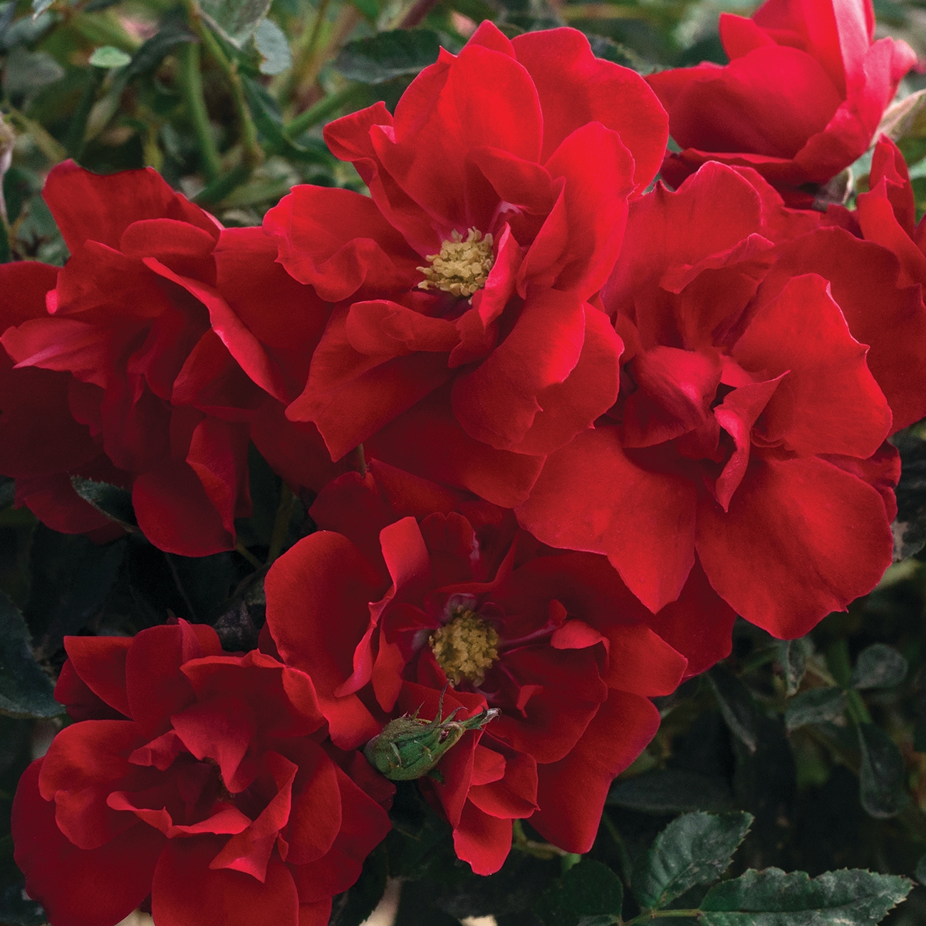 Van Zyverden 84601 roses - View #5