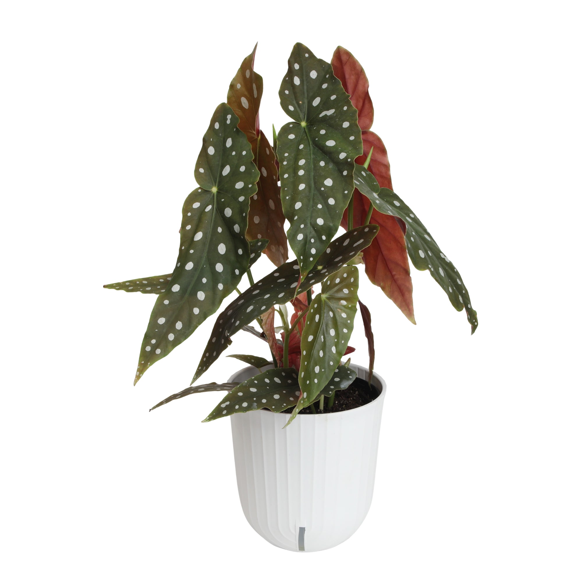 Lowe's 5638412 hseplants - View #3