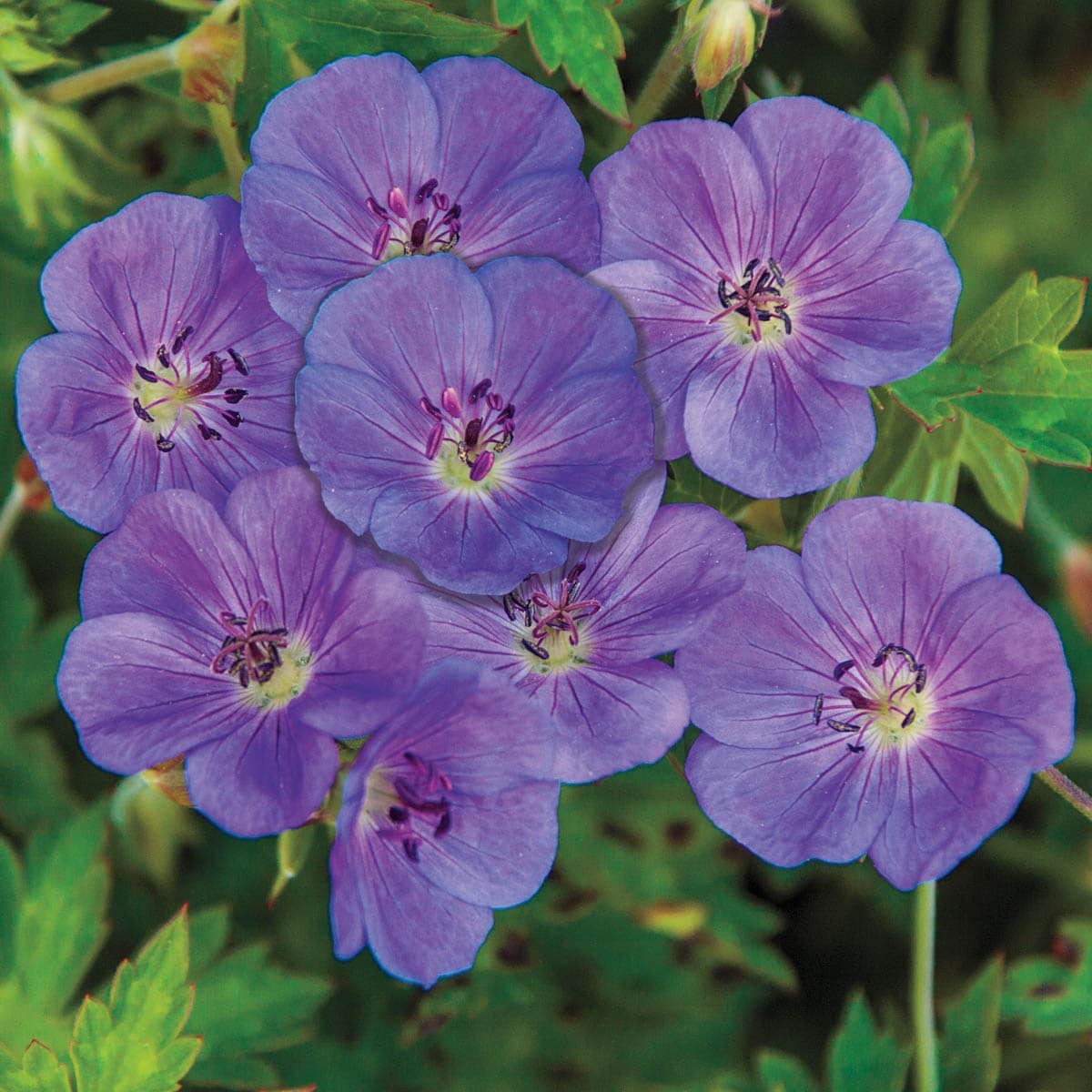 Breck's 90334 perennials - View #3