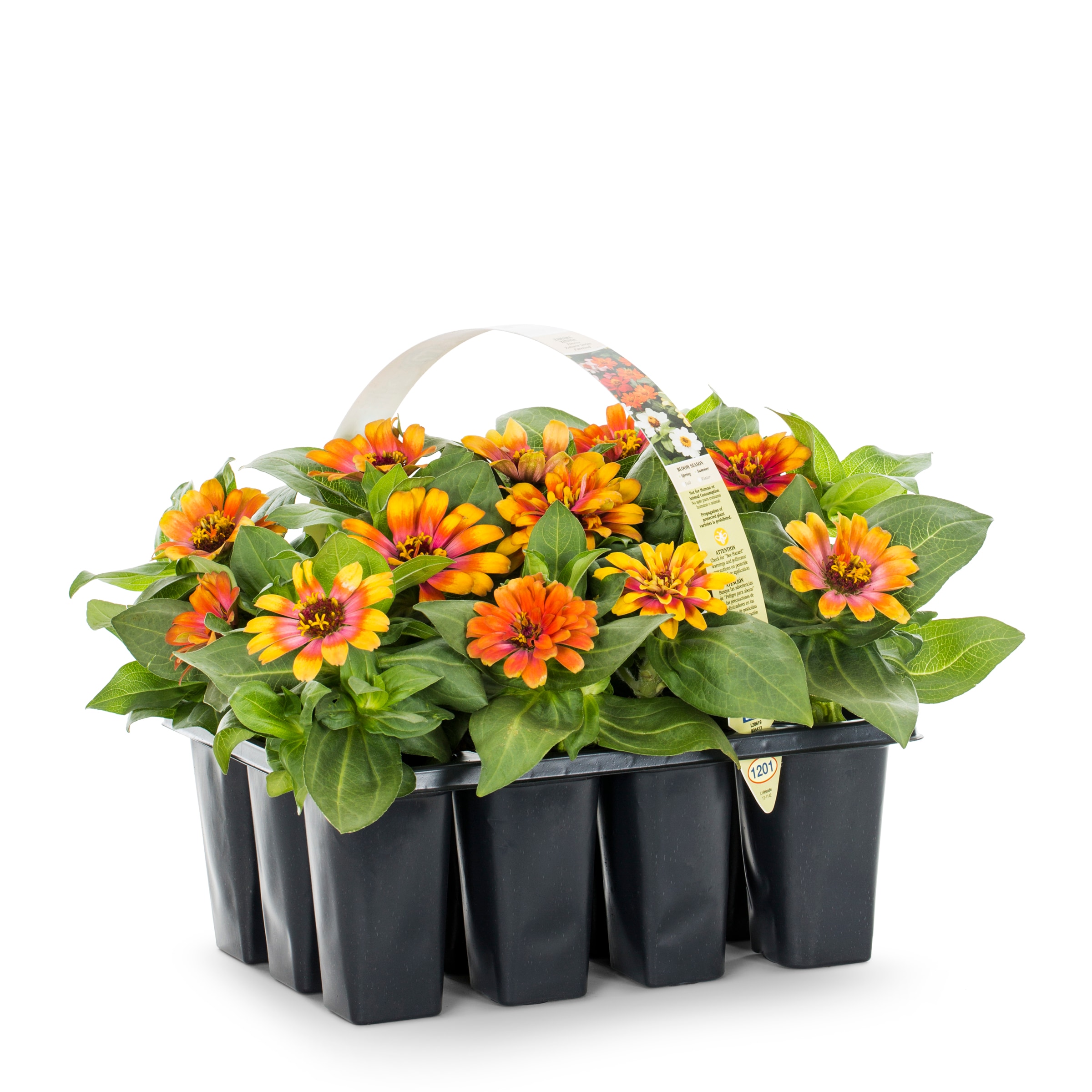 Lowe's 421926 annuals - View #3