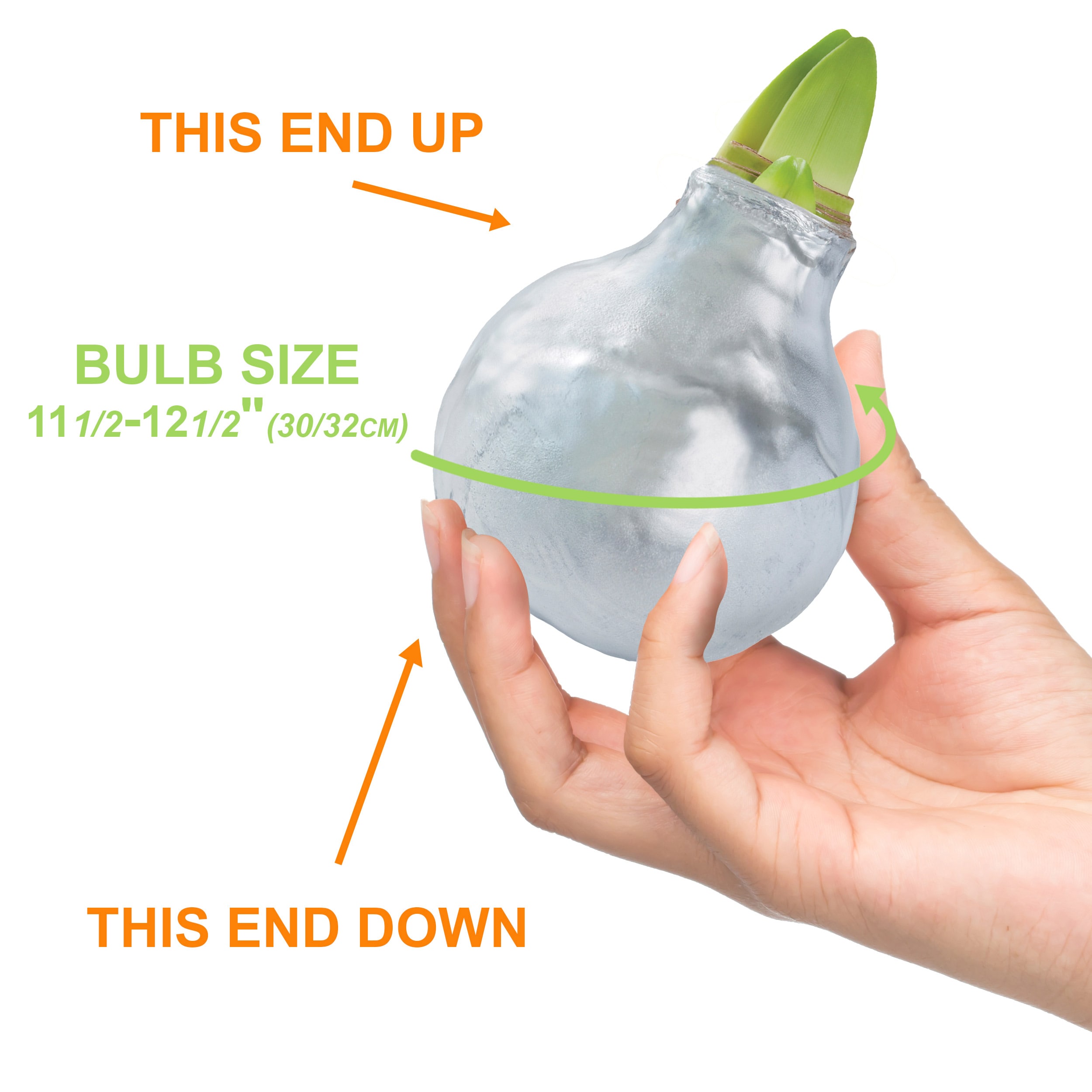 Garden State Bulb ECH-40-01-01 Plant-Bulbs - View #4