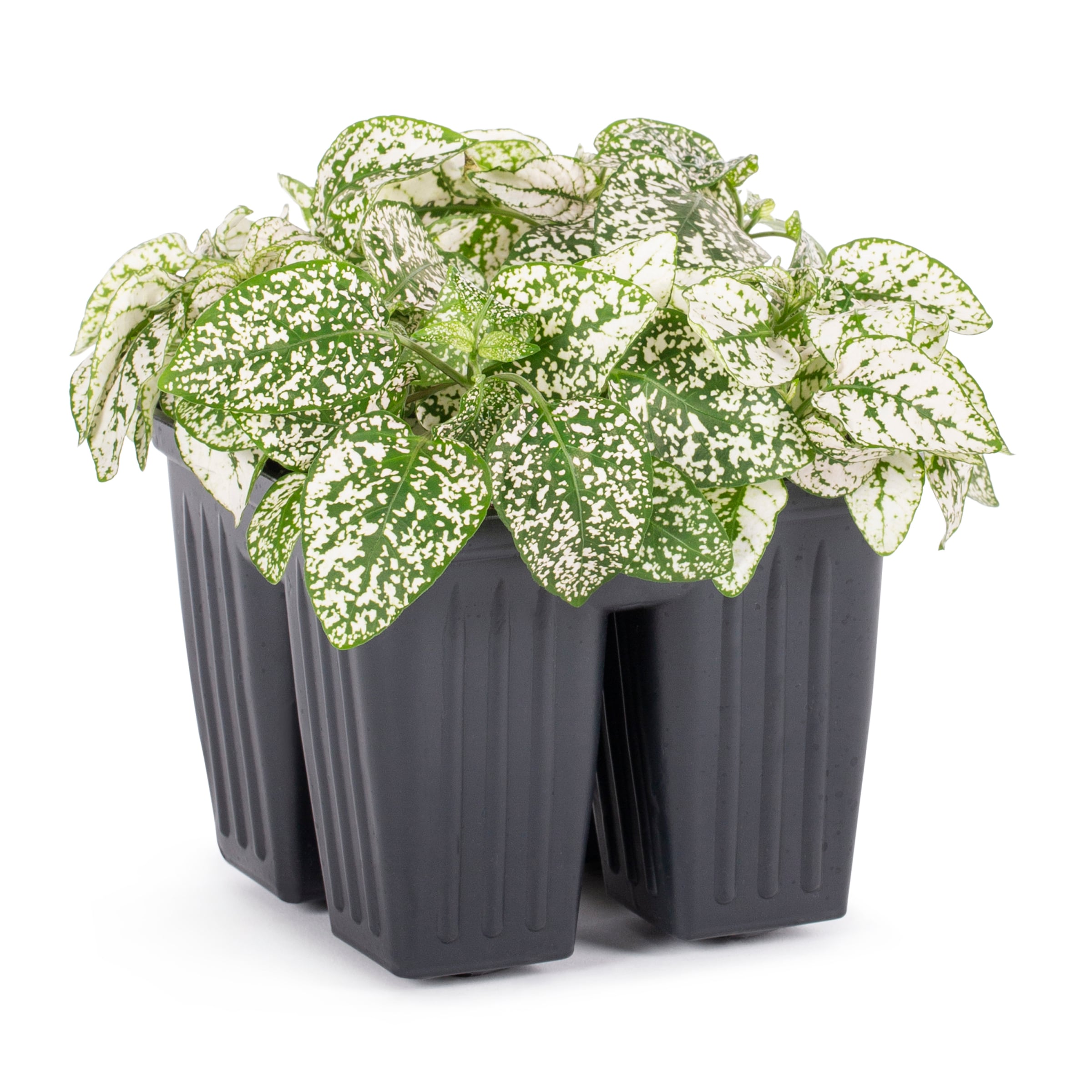 Lowe's NURSERY annuals - View #3
