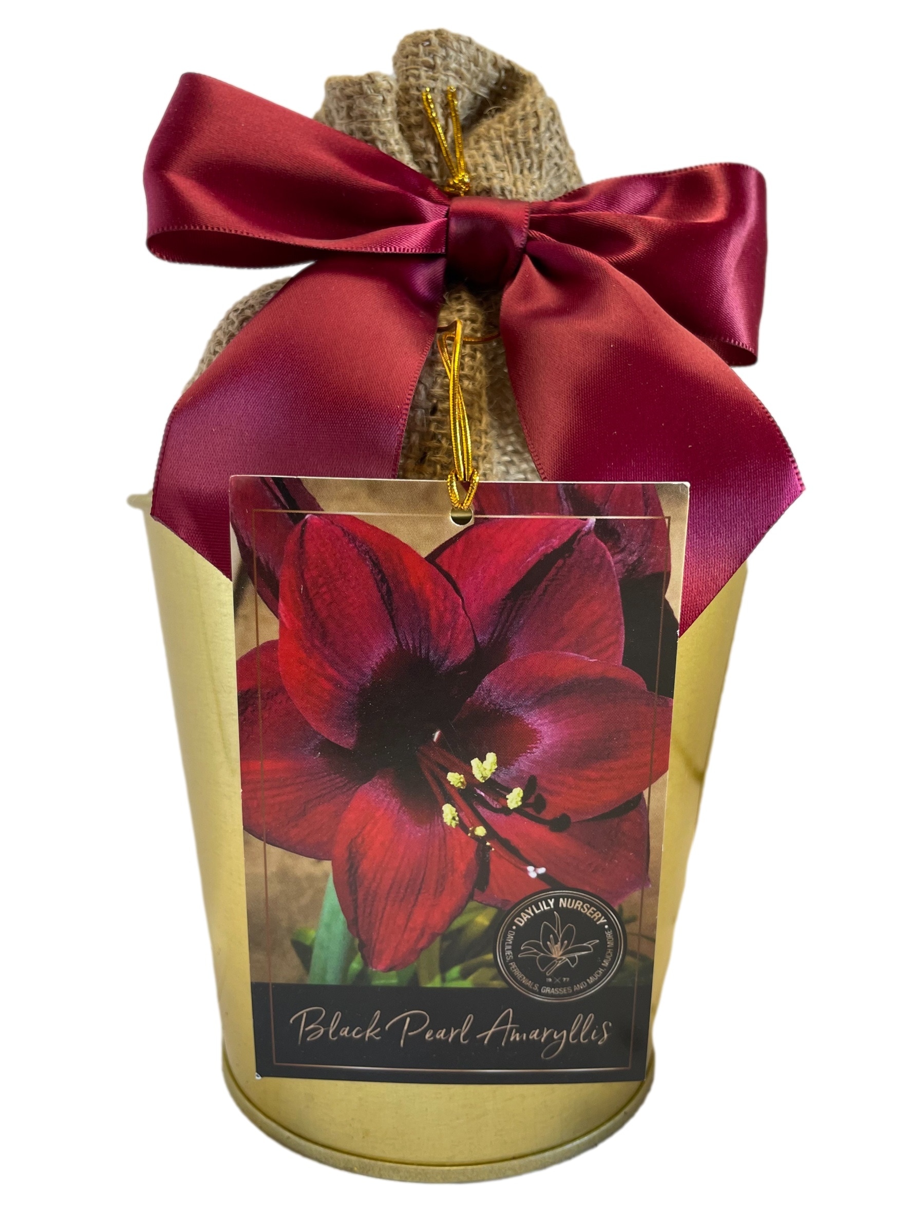 Daylily Nursery 22023 Purple Amaryllis Plant in 1 -Pack Plantable container 1 -Pack