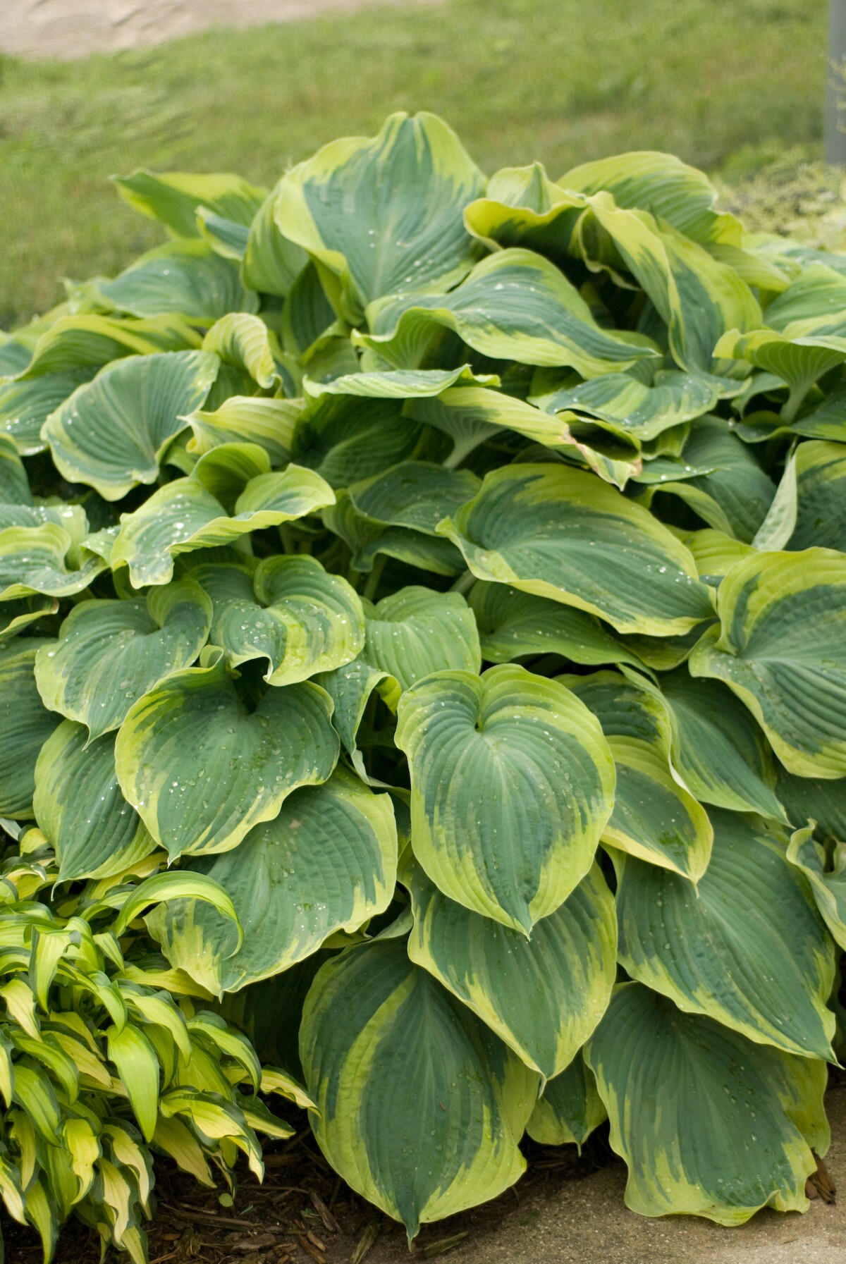 White Plantain Lily Plant in 2.5-Quart Pot at Lowes.com