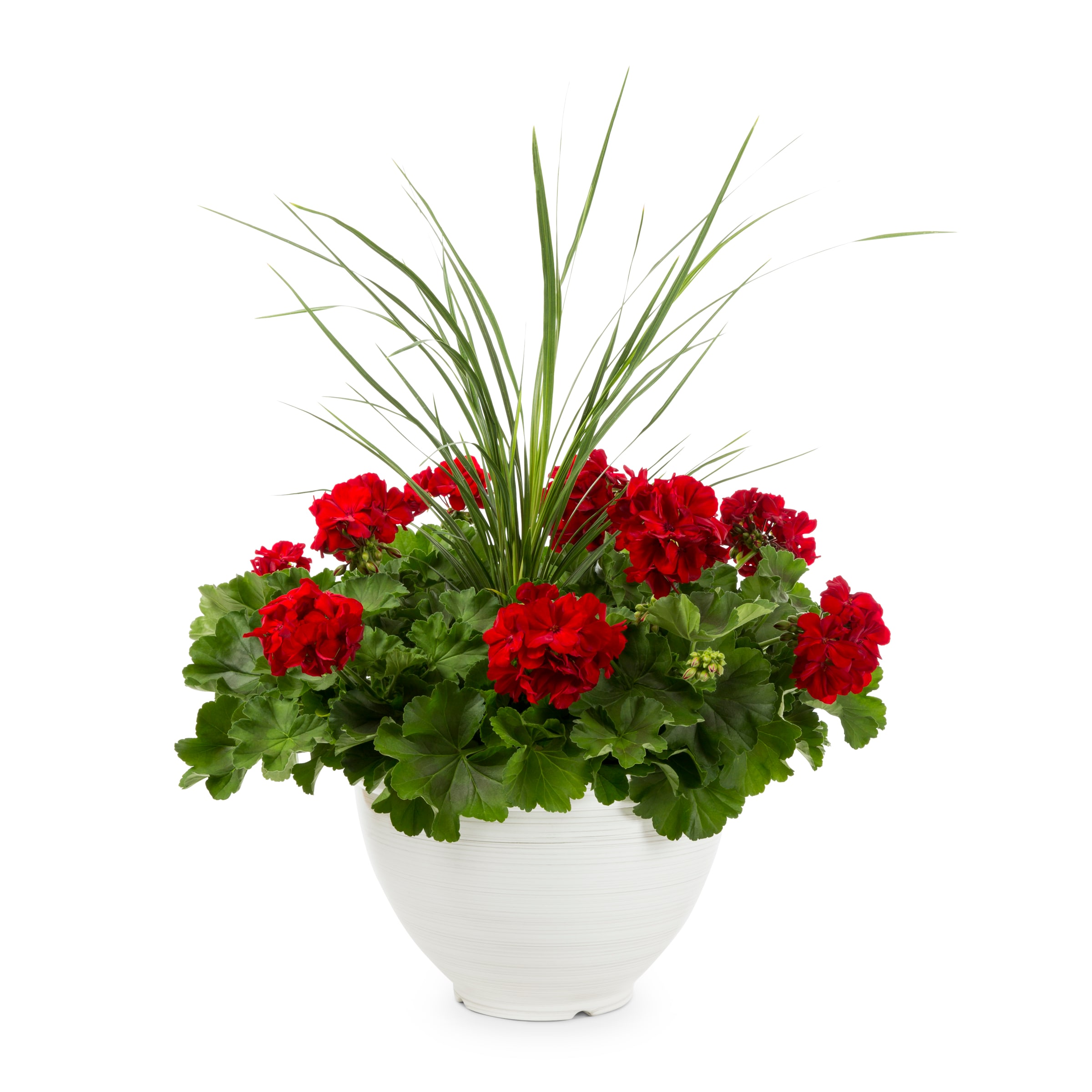 Lowe's 1497771 annuals - View #3