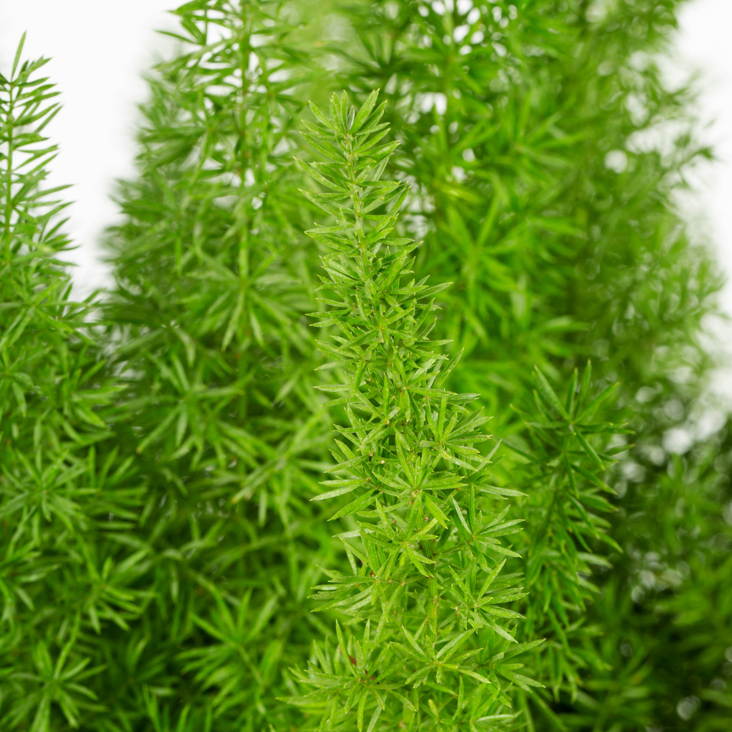 Lowe's 5189268 shrubs - View #2