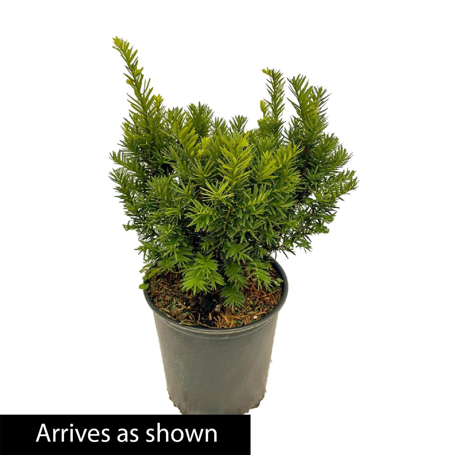 Spring Hill Nurseries Dark Green Spreading Yew Evergreen Foundation ...