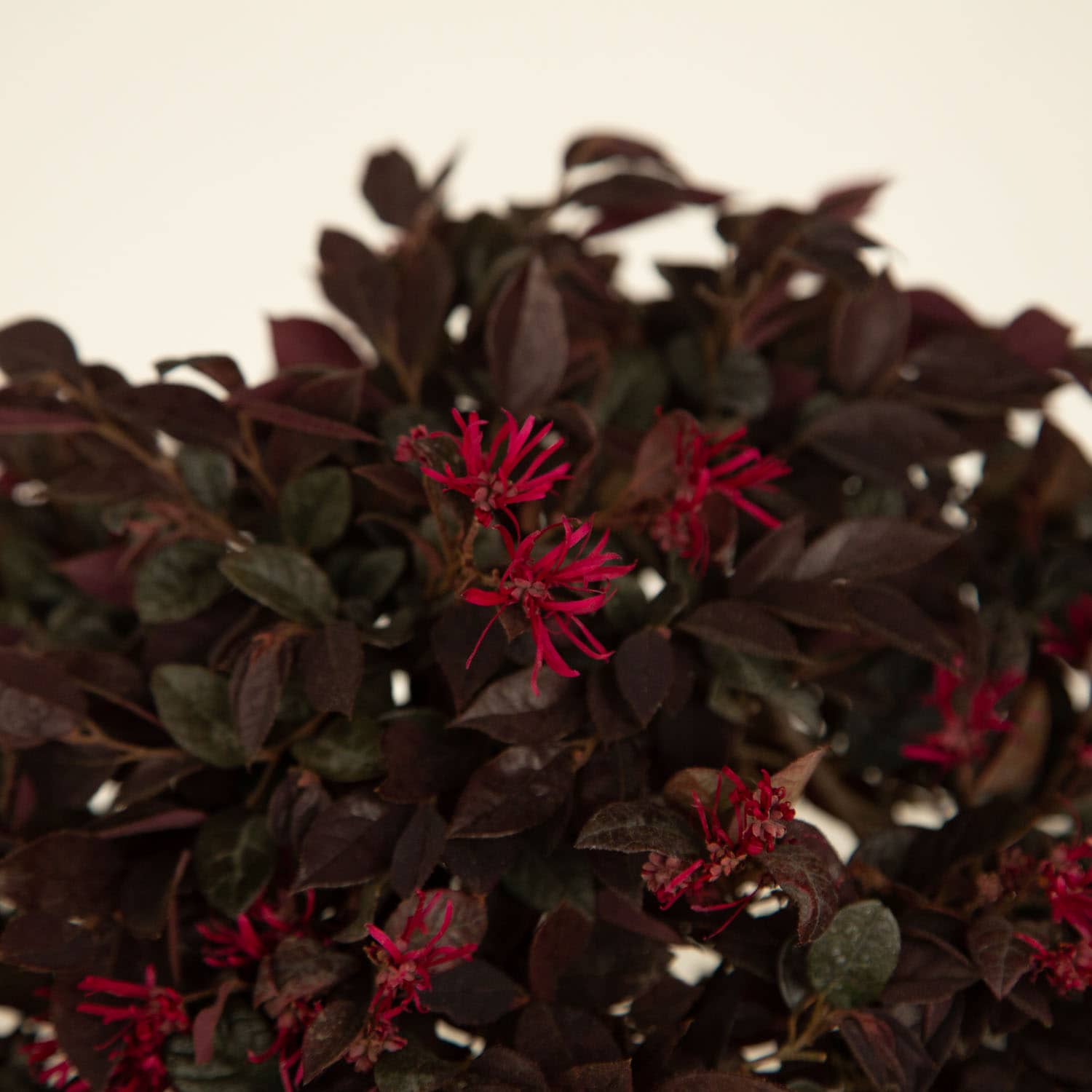 Southern Living Plant Collection 4199Q-1 shrubs - View #7