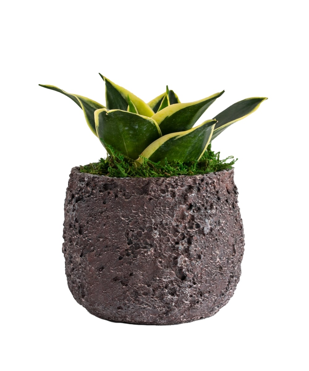 Calypso Coral Stone Planters, Beige Coral Flower Pot from United States 