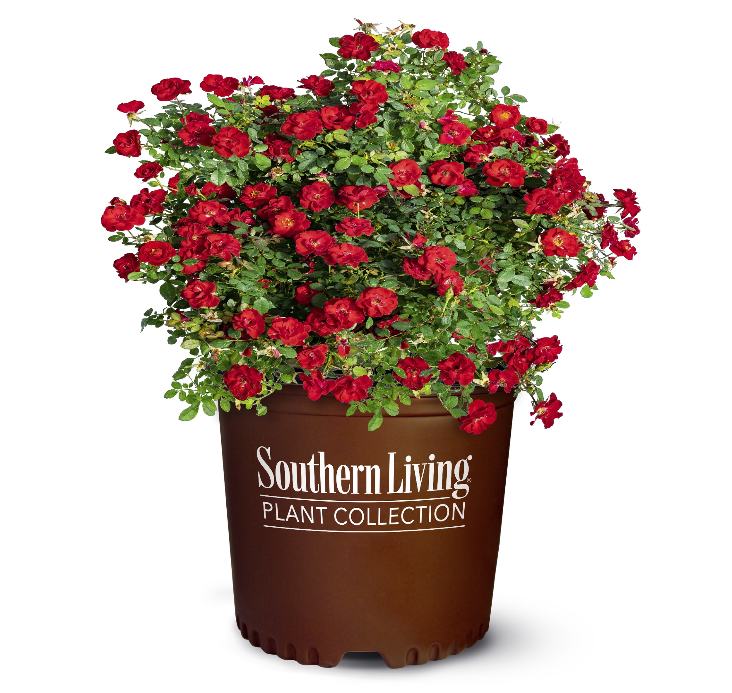 Southern Living Plant Collection - Red It's a Breeze Red Rose 2.5 -Gallon 1 -Pack in Pot
