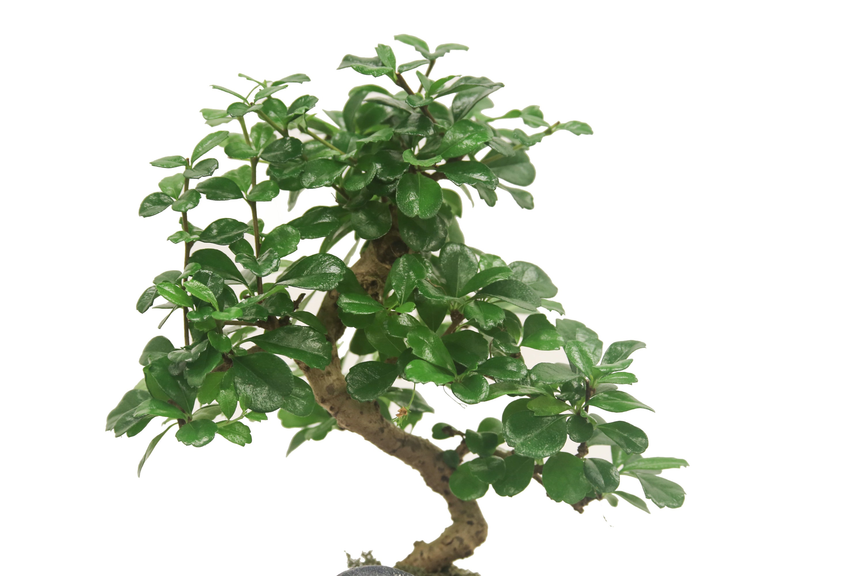 Costa Farms Bonsai Ficus Fukien Tea House Plant in 5-in Planter in the House  Plants department at
