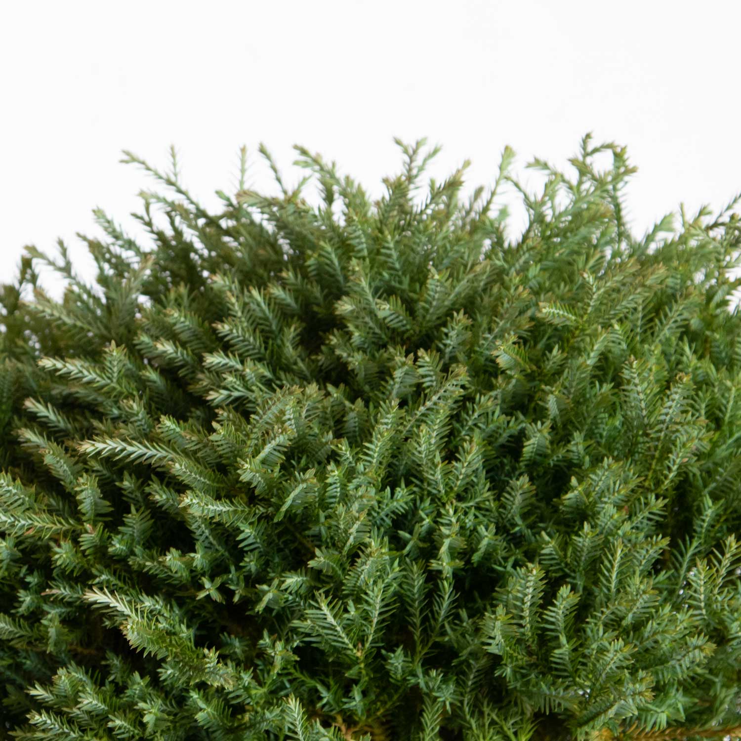 Southern Living Plant Collection 5538Q-1 shrubs - View #8