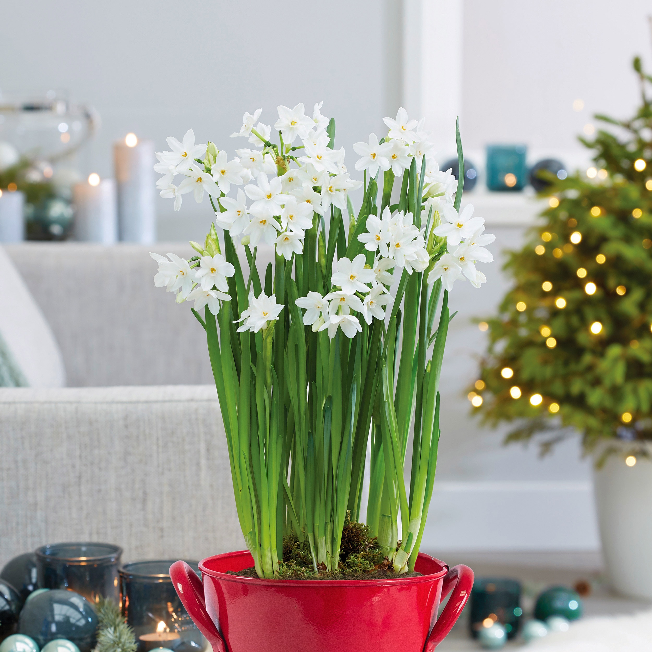 Garden State Bulb ECH-20-60-20 White Ziva Paperwhite Bulbs 60 Count