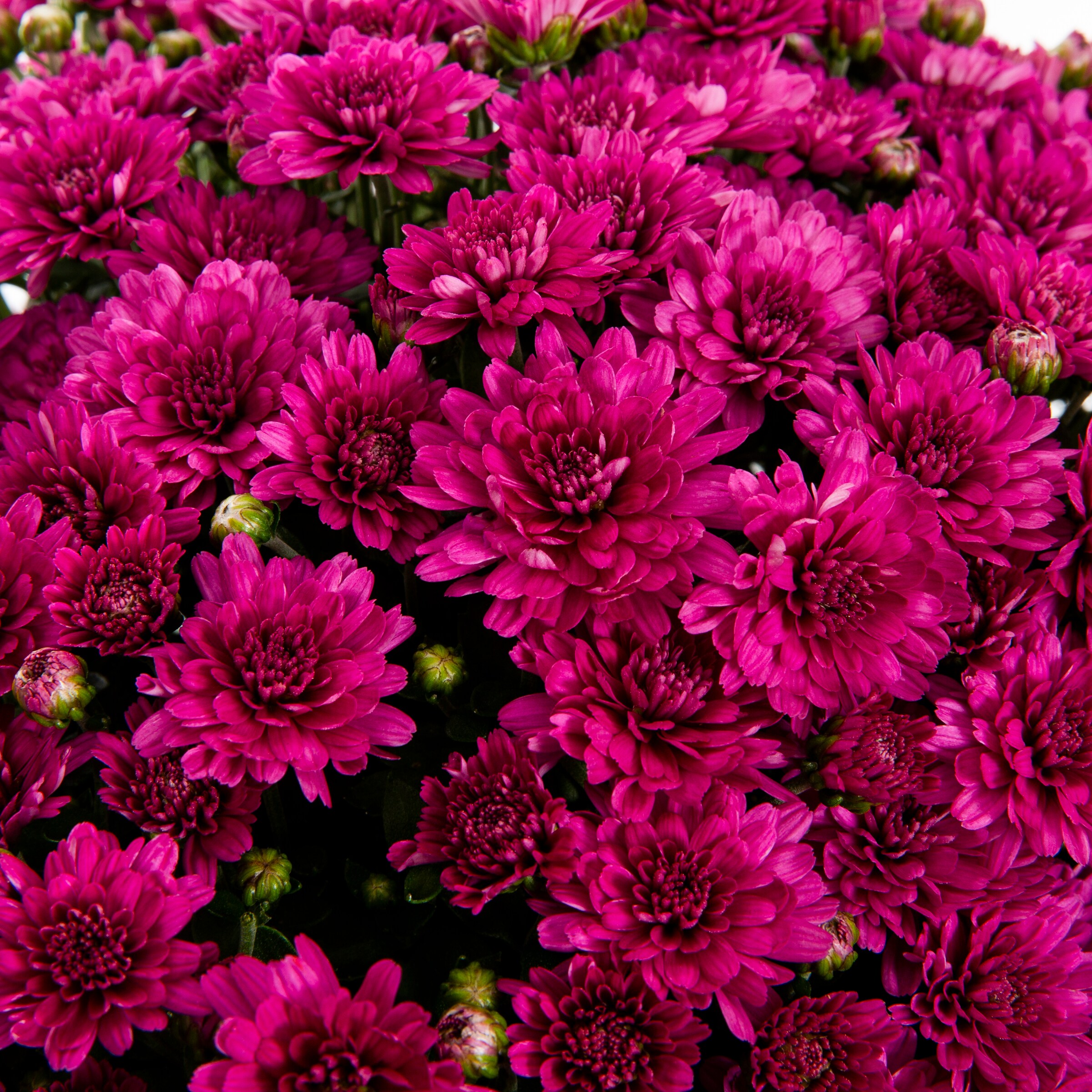 Lowe's Purple Mum In 1.15-gallon Planter In The Annuals Department At 