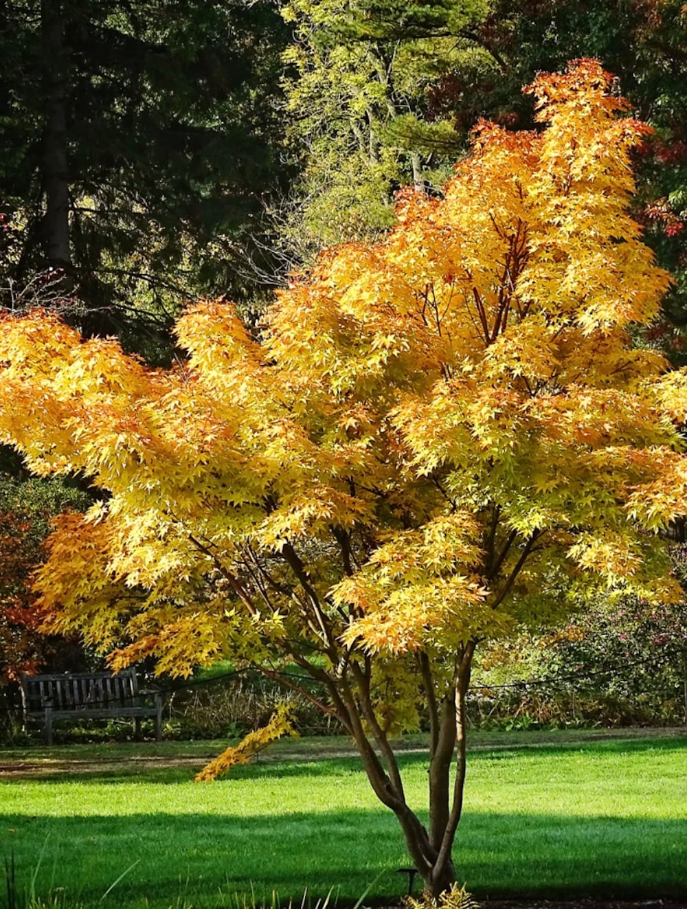  NURSERY 12.33 -Gallon Shade Maple In pot (with soil)