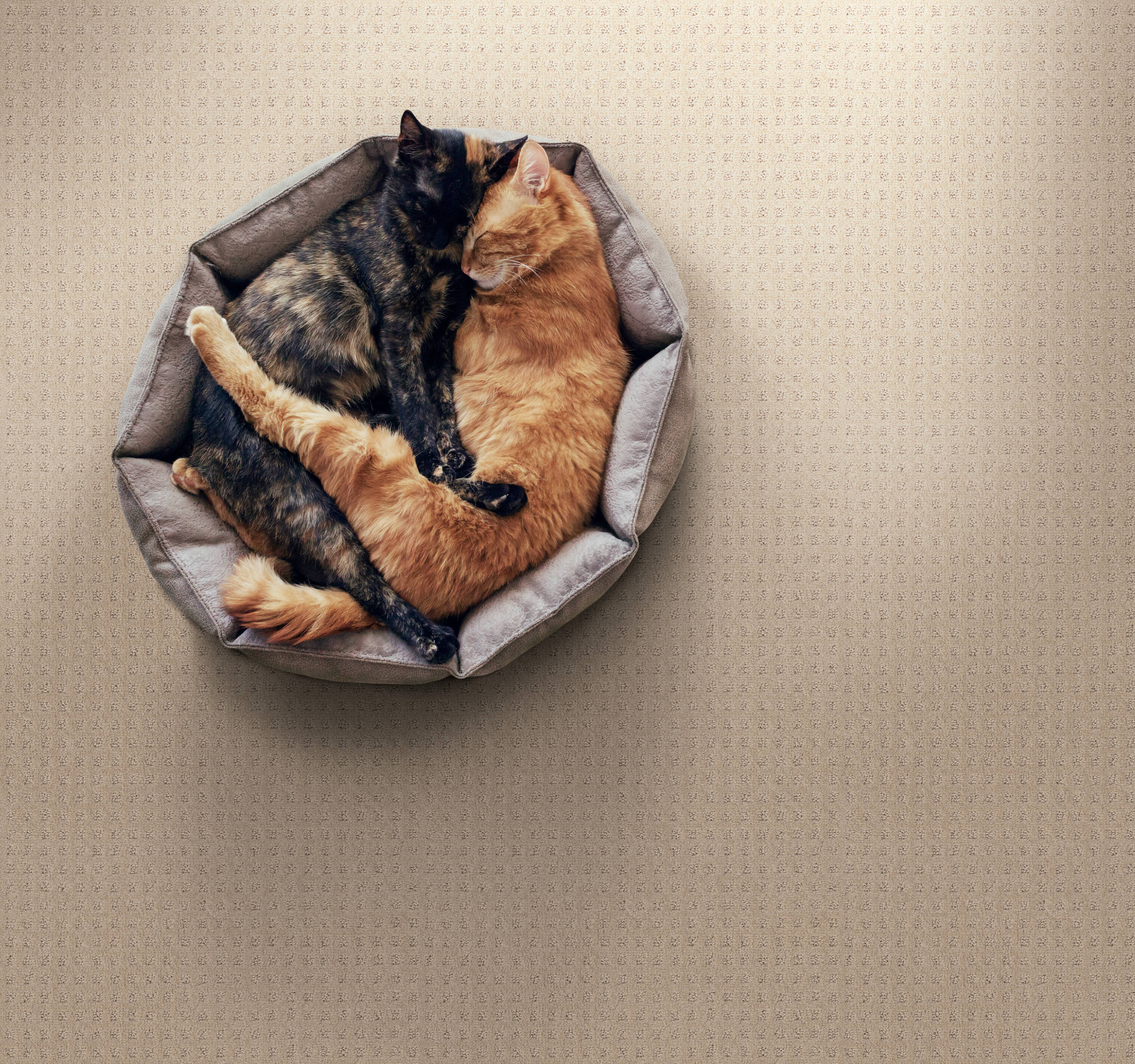 STAINMASTER PetProtect 7L898 - 152 - SAMP Carpet-Samples - View #3