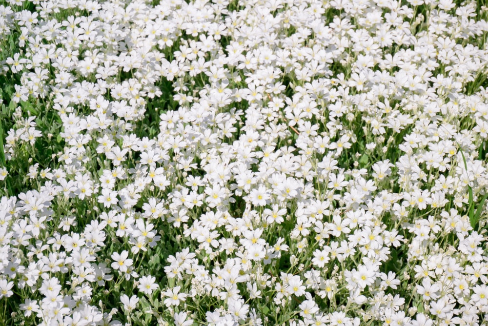 Spring Hill Nurseries 64022 perennials - View #4