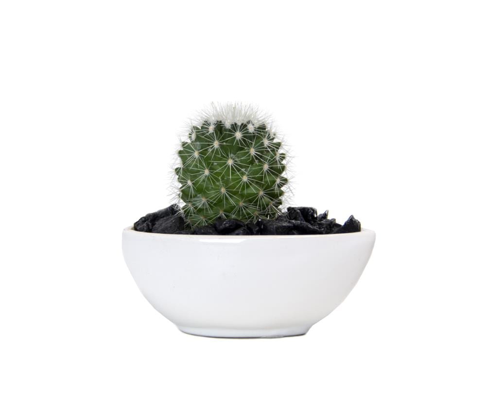 Lowe's CEDESDEVXX009 DESERT DEW House plant in Ounce(s) Planter 1.0 -Pack