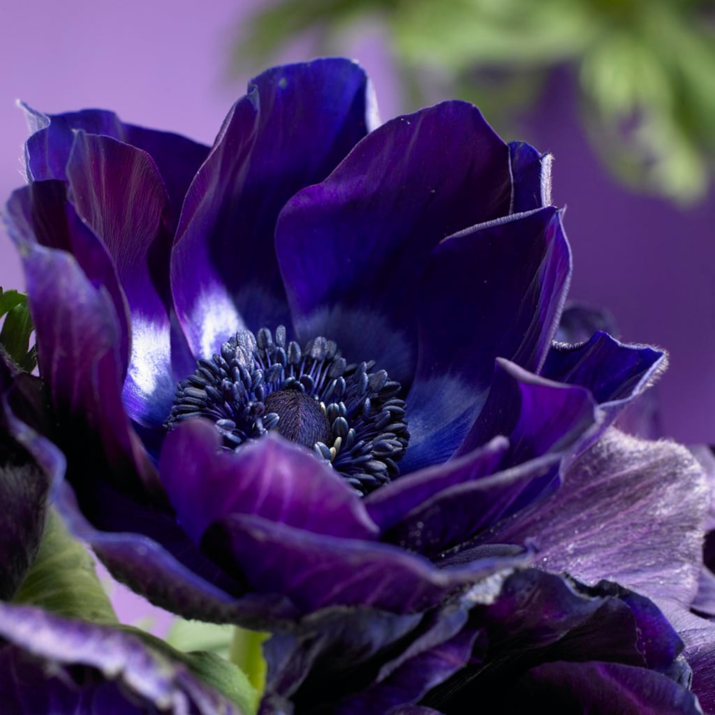 Van Zyverden 83406 Blue Anemones Bulbs 10 Count
