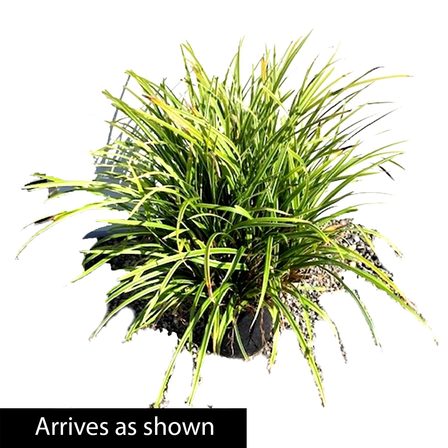Breck's 89501 Ornamental-Grasses - View #4
