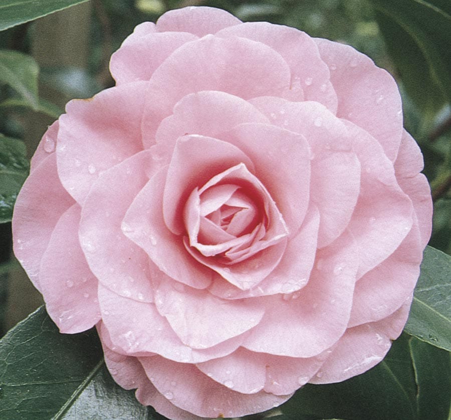  CHANSONETTE Pink Chansonette Camellia Flowering Shrub In Pot (With Soil)