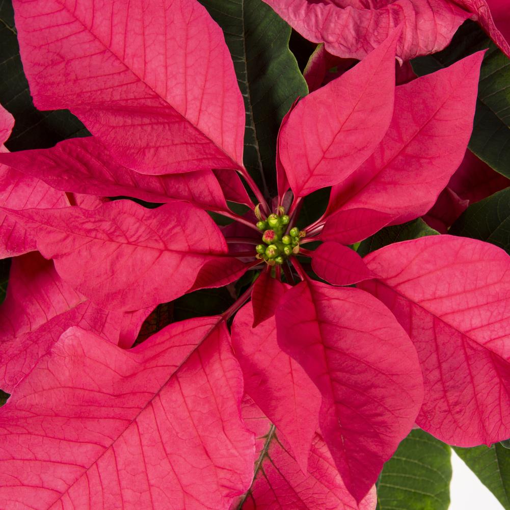  NURSERY annuals - View #2