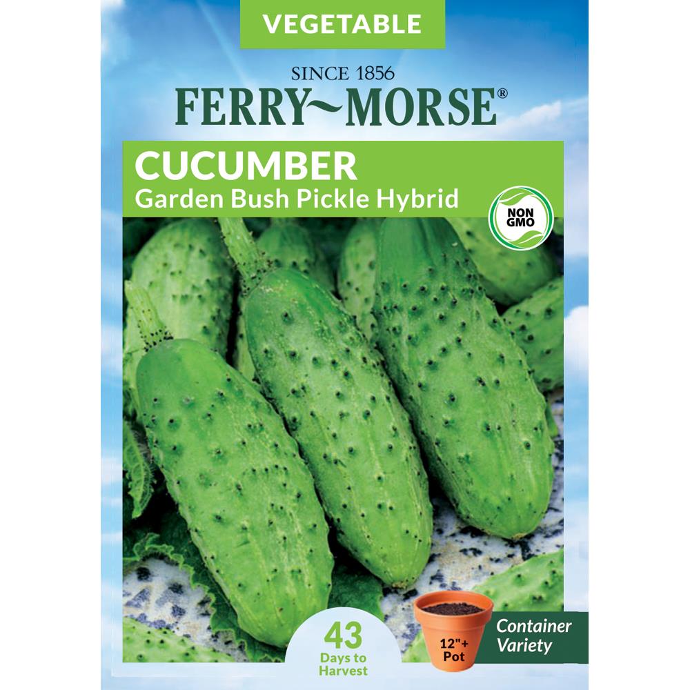 Mini Cucumber seeds! Great for allotments/greenhouses/gardens