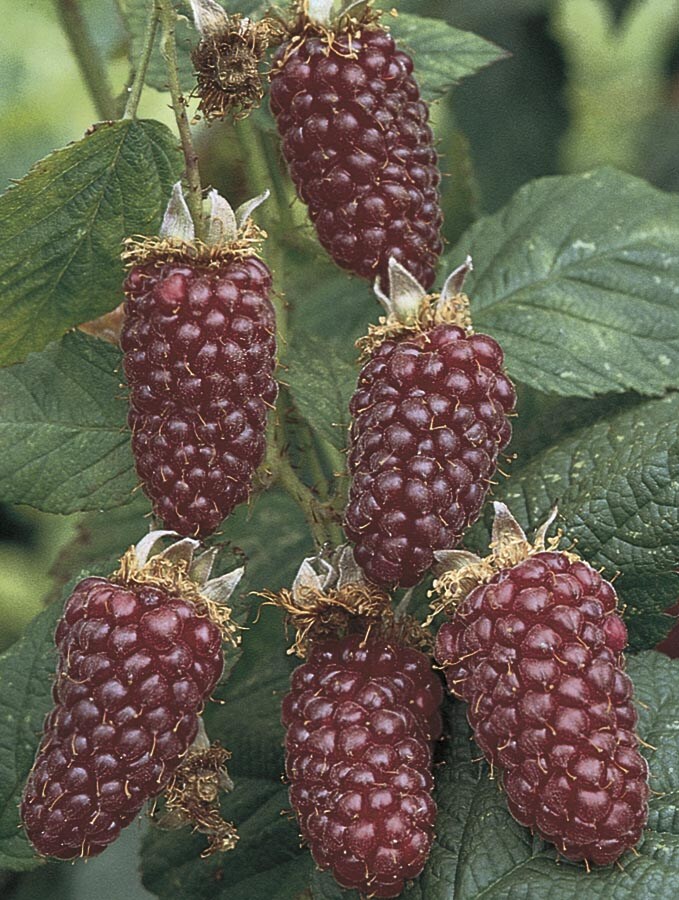  00715146400538 Thornless Boysenberry Plant