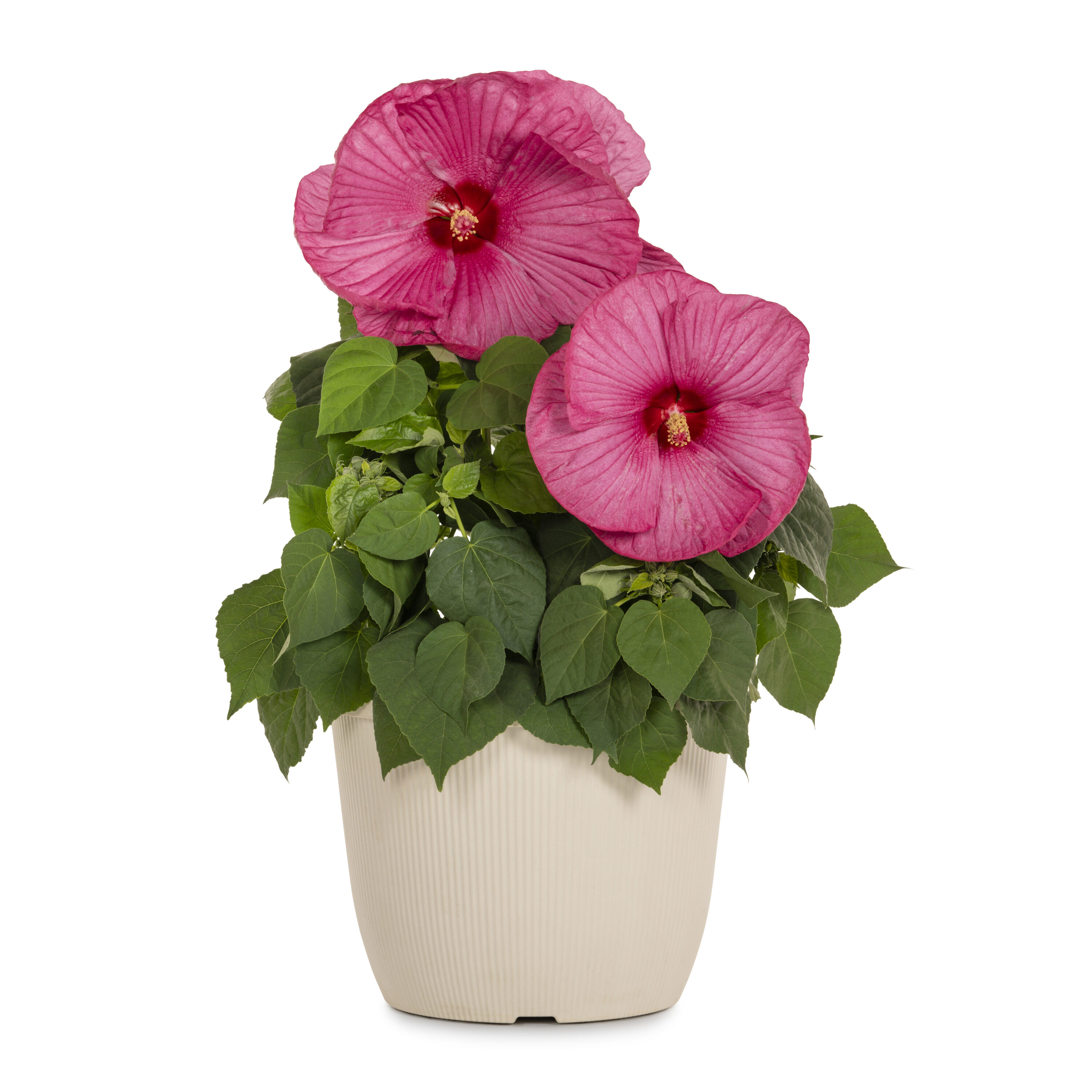 Red Hibiscus Plant in 1.75-Gallon Planter | - Metrolina Greenhouses 4929