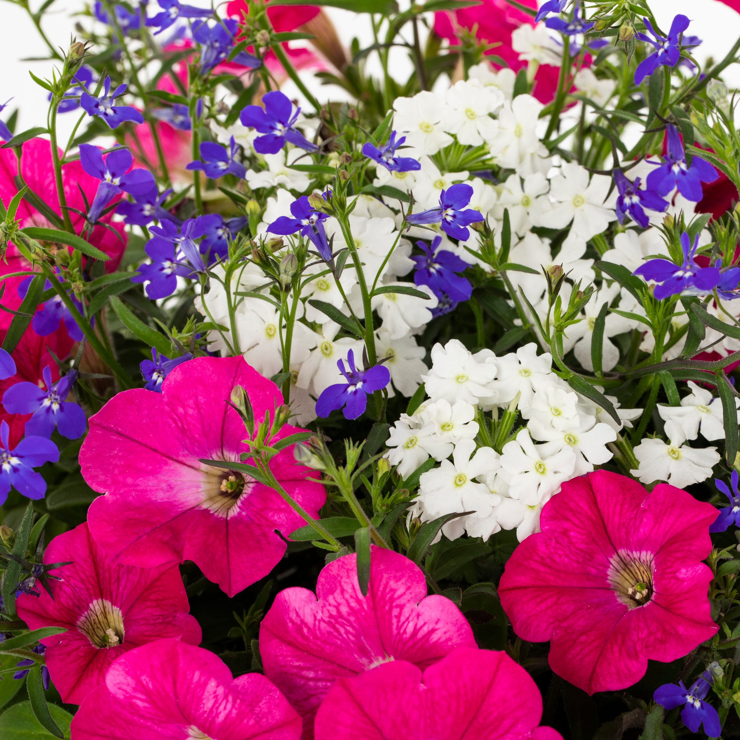 Ready Refill 824510 annuals - View #2