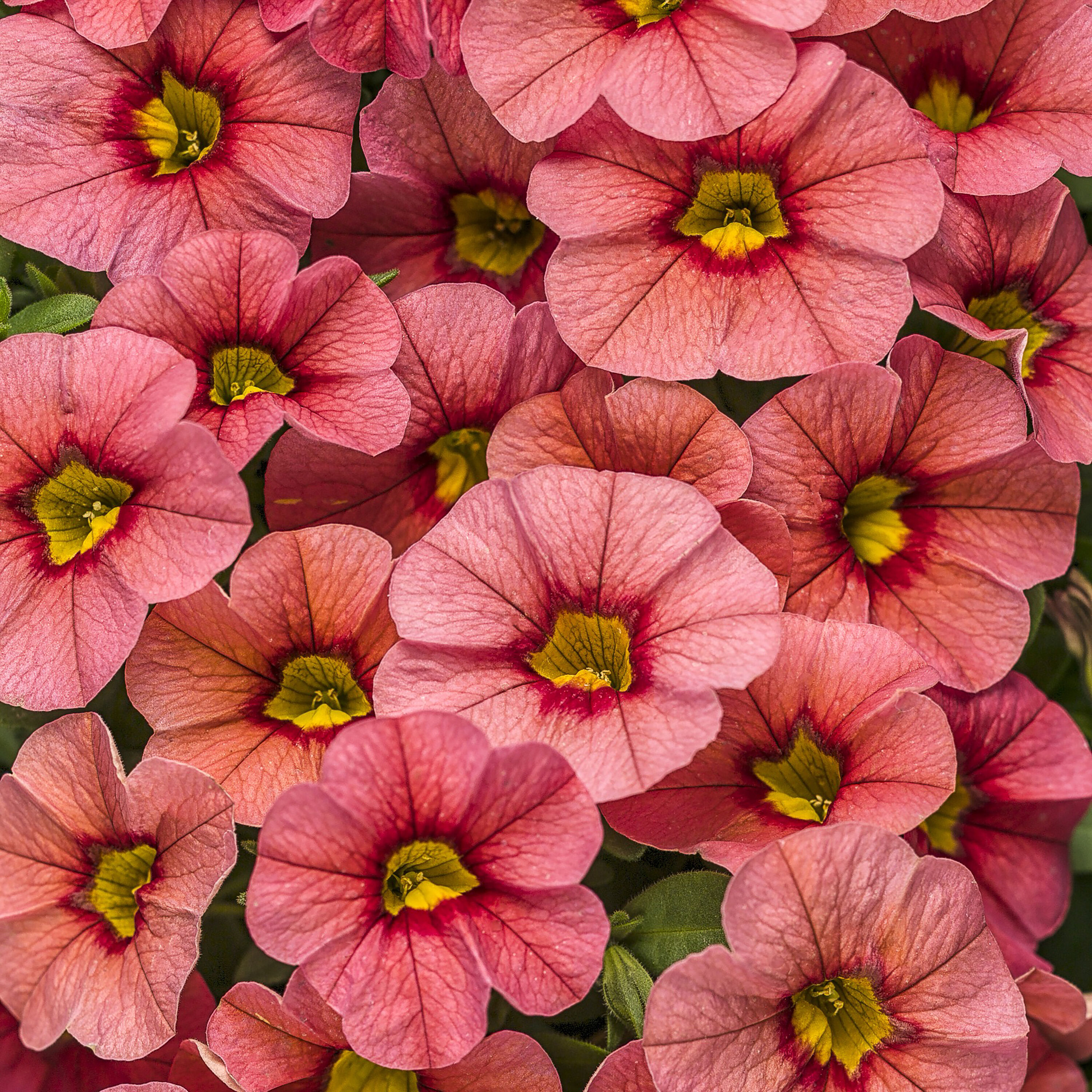 Proven Winners BELPRW1267504 Pink Superbells Coralina (Calibrachoa) in 4.25-in Pot