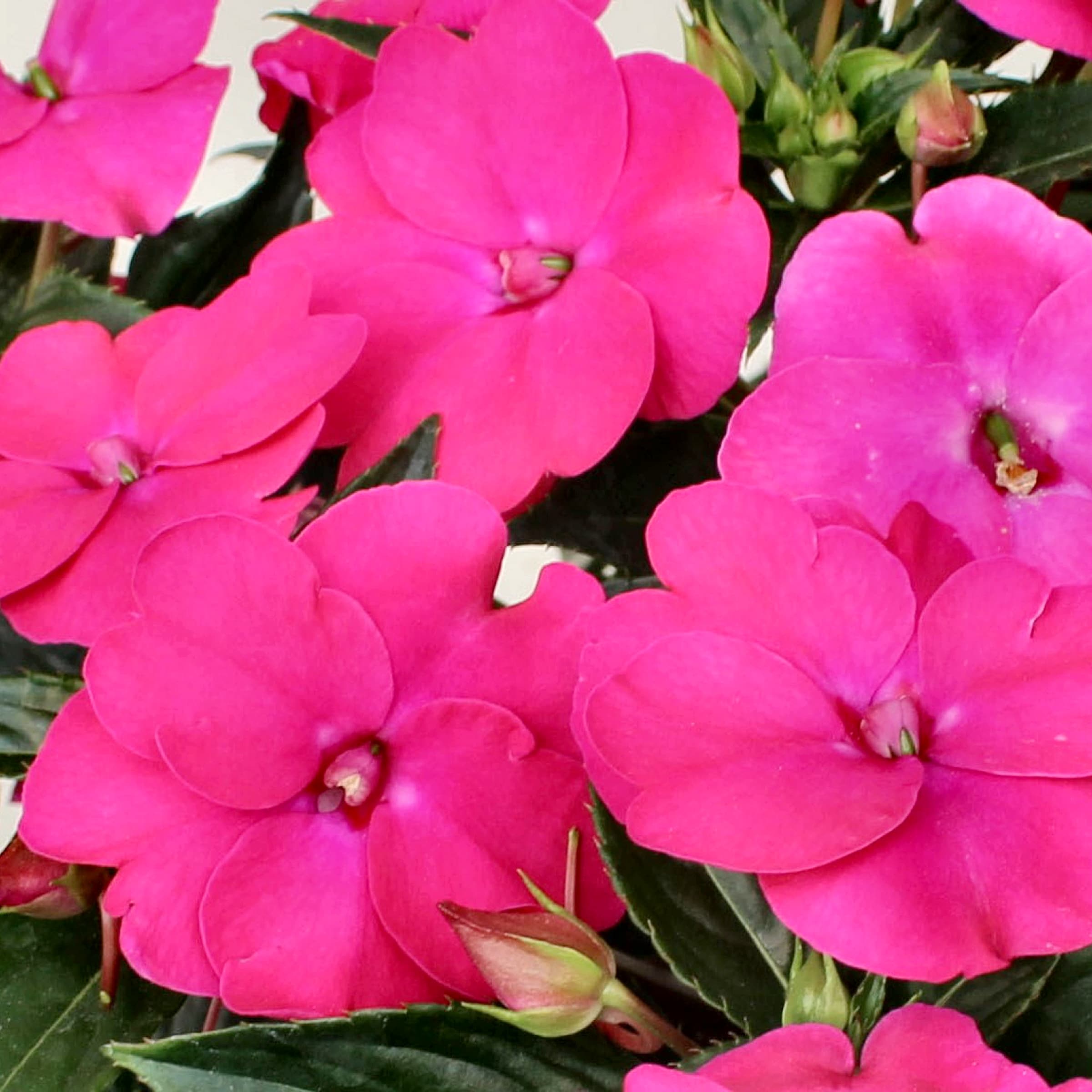 National Plant Network LW1562 annuals - View #2