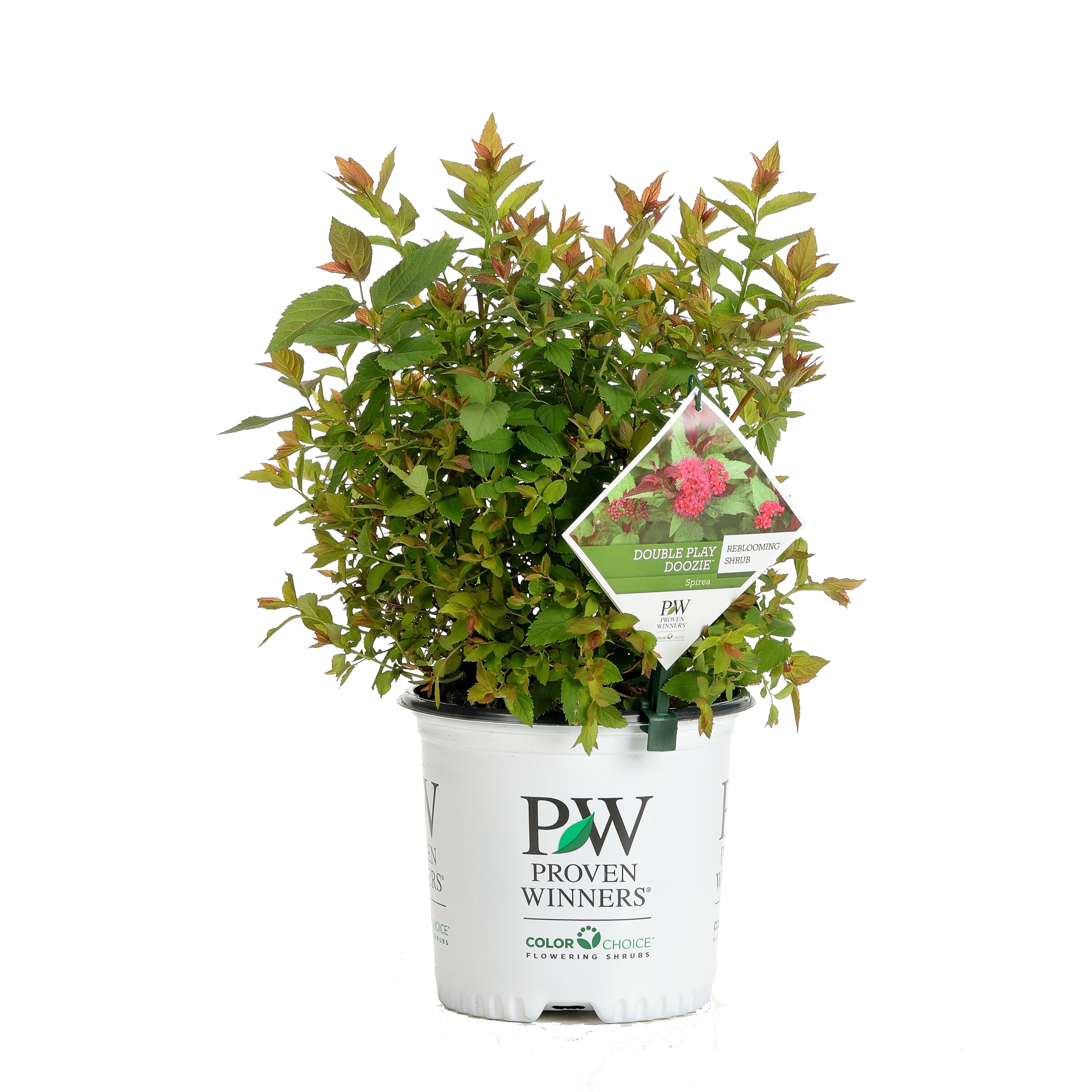 Proven Winners Red Double Play Doozie Spirea (Spiraea) Flowering Shrub ...