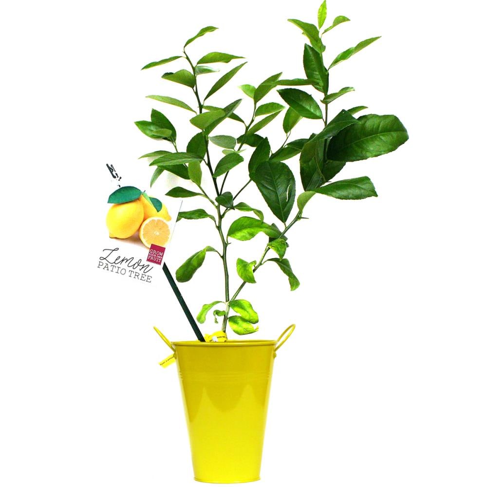 Van Zyverden 83585 Lemon Bulbs
