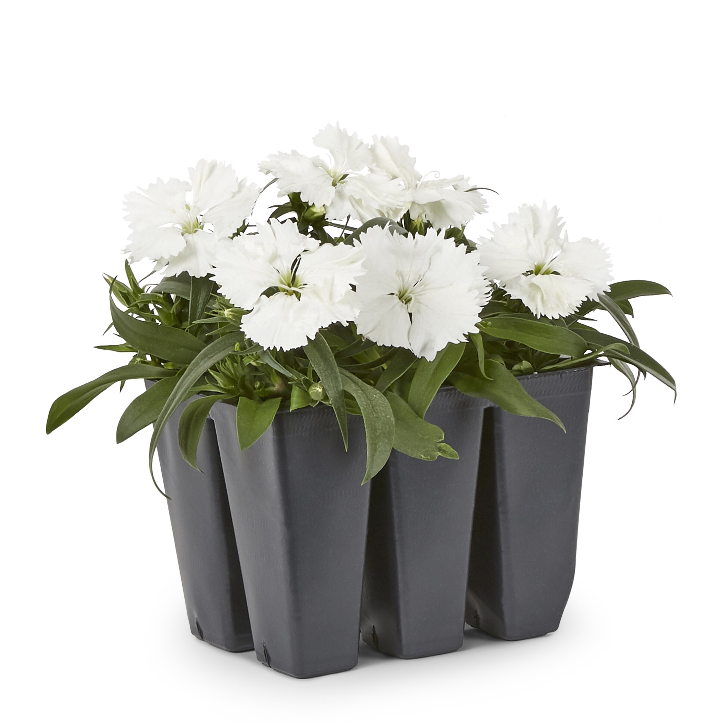 Lowe's NURSERY annuals - View #5