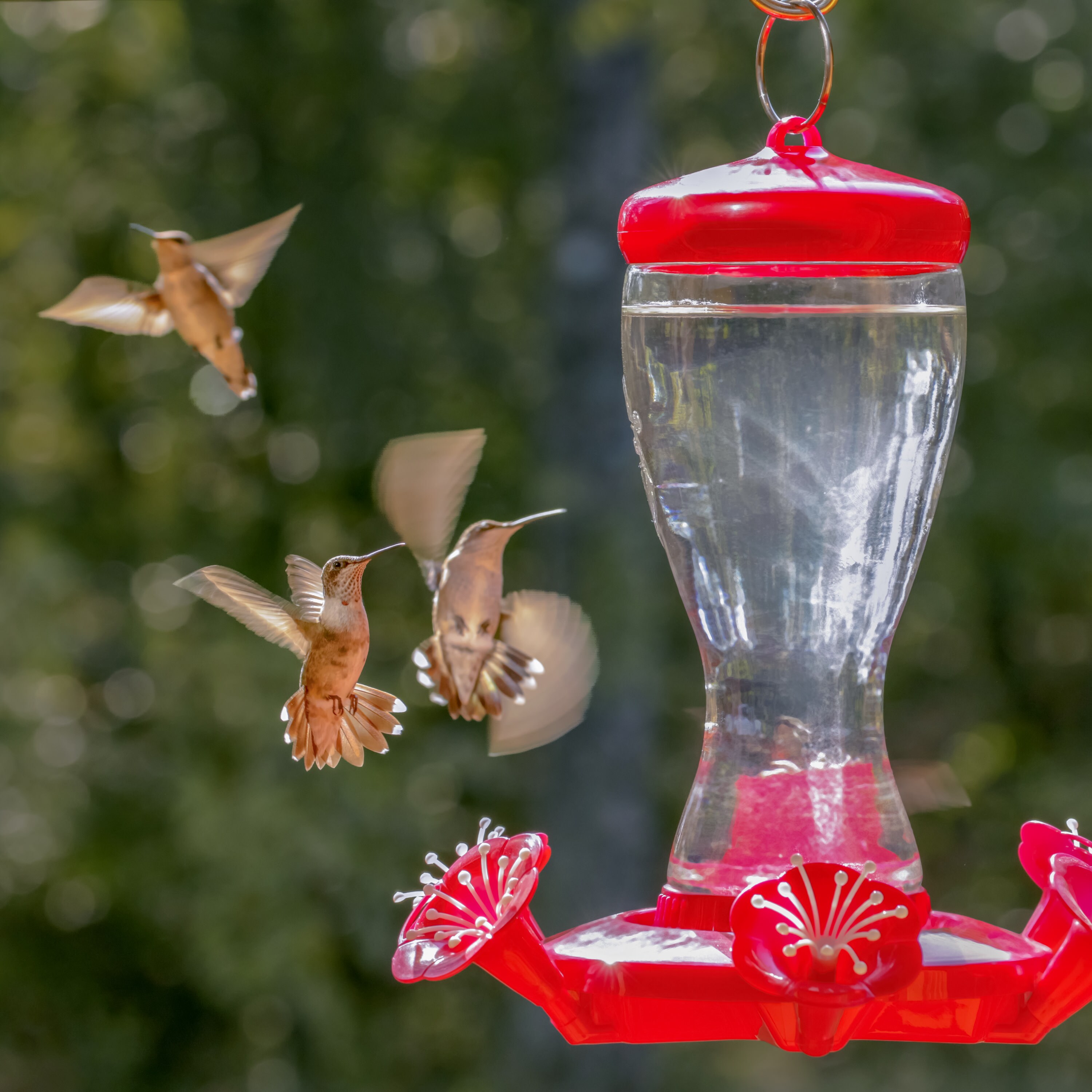 Pennington 100547732 Bird-Squirrel-Food - View #11