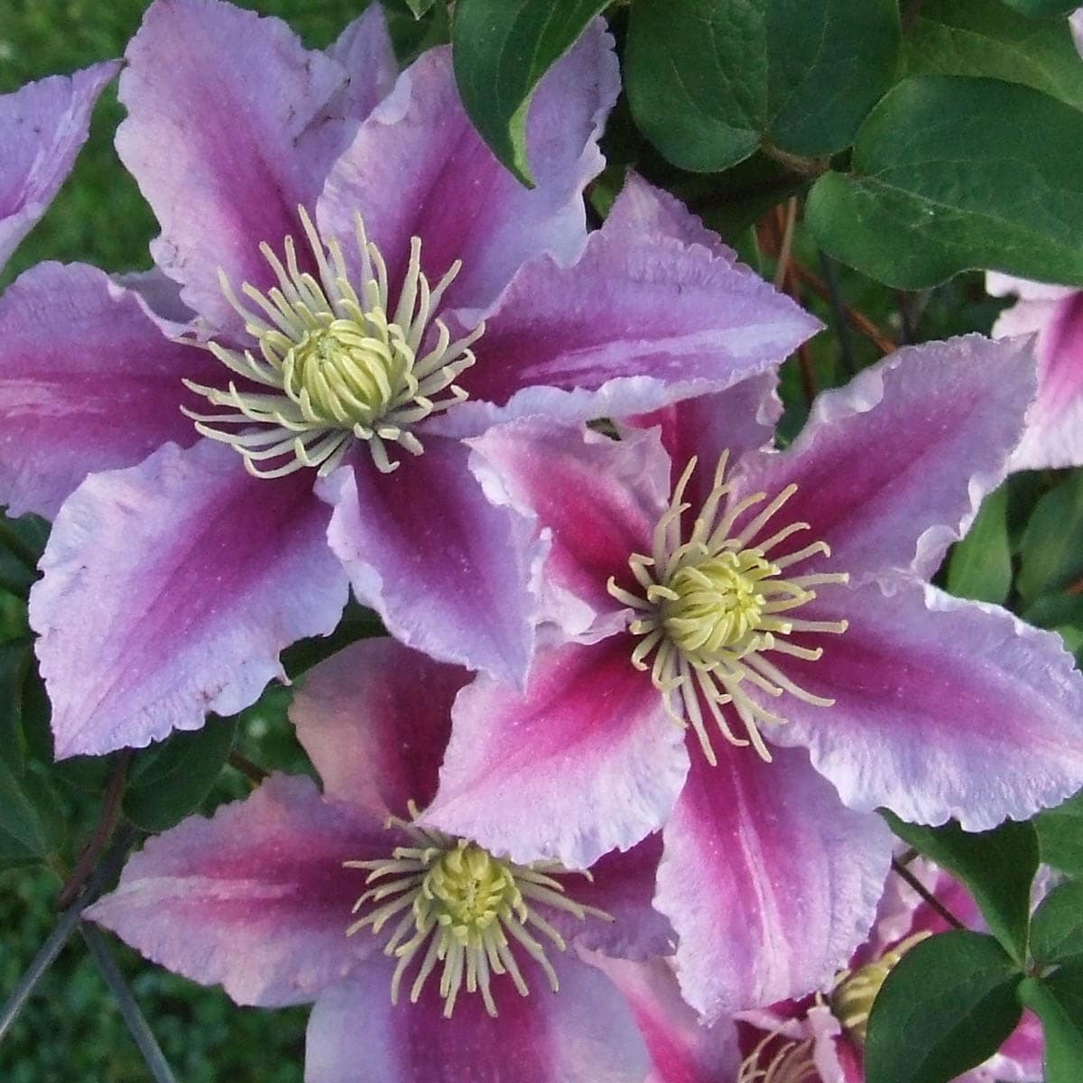 Piilu Clematis Vining Perennial Plant Plants, Bulbs & Seeds at Lowes.com