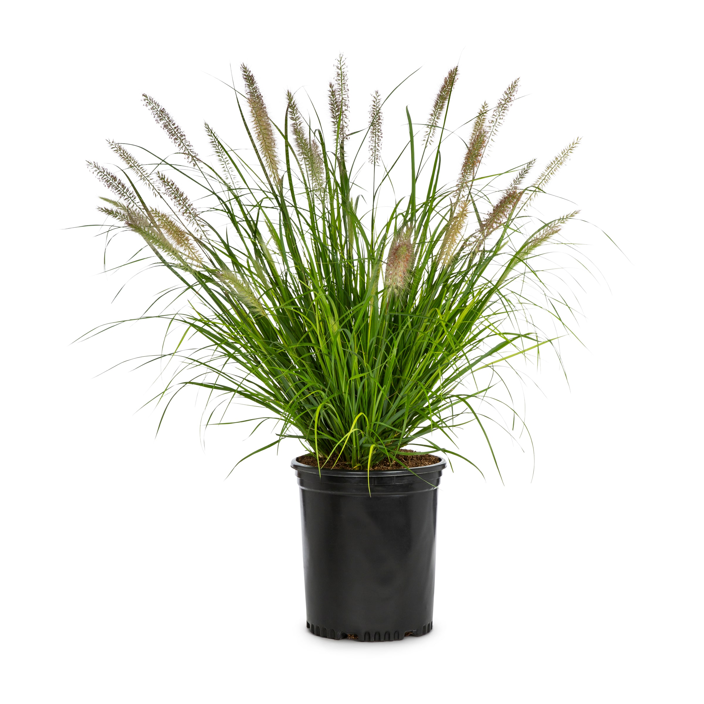 Purple pampas grass lowes best sale