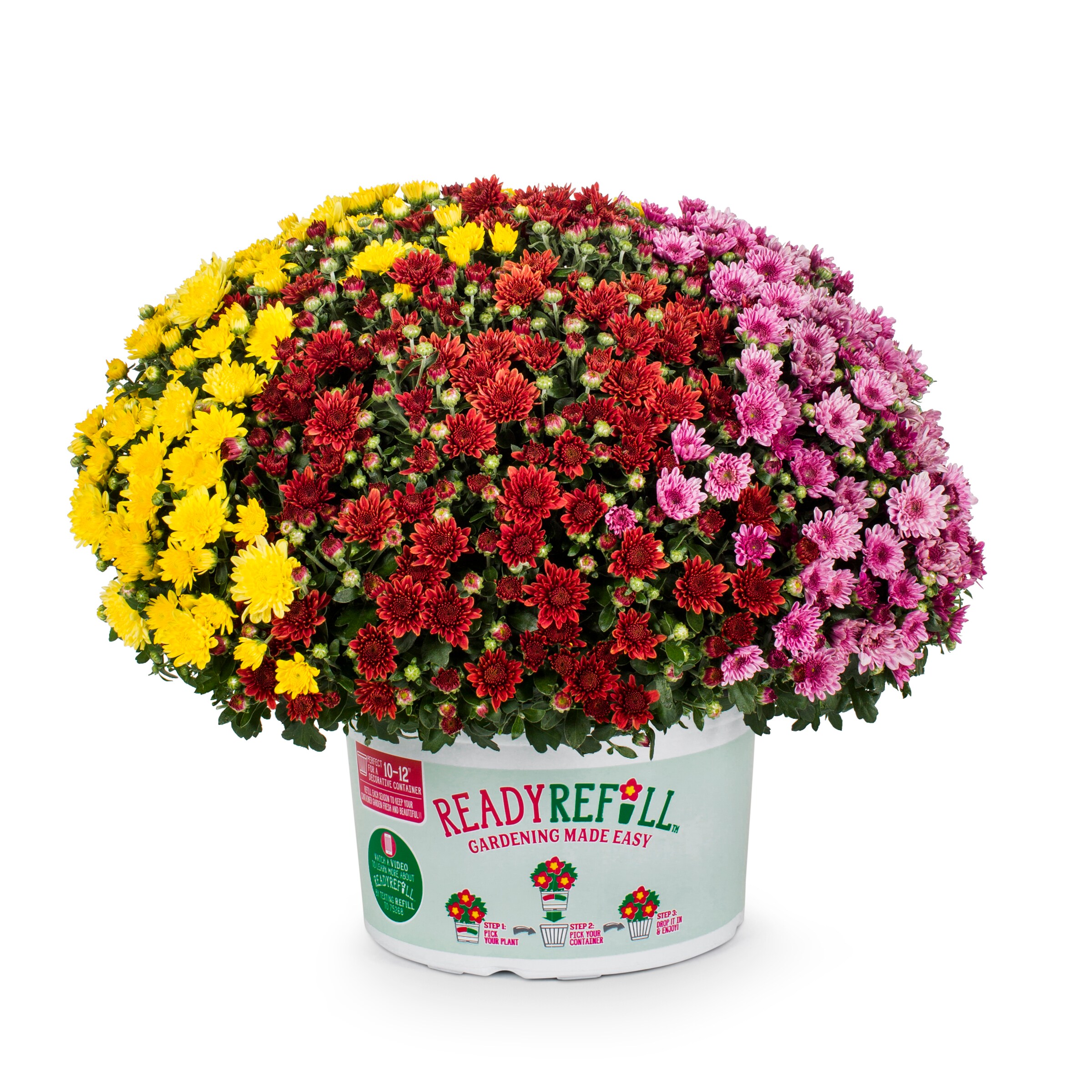 Ready Refill NURSERY annuals - View #3
