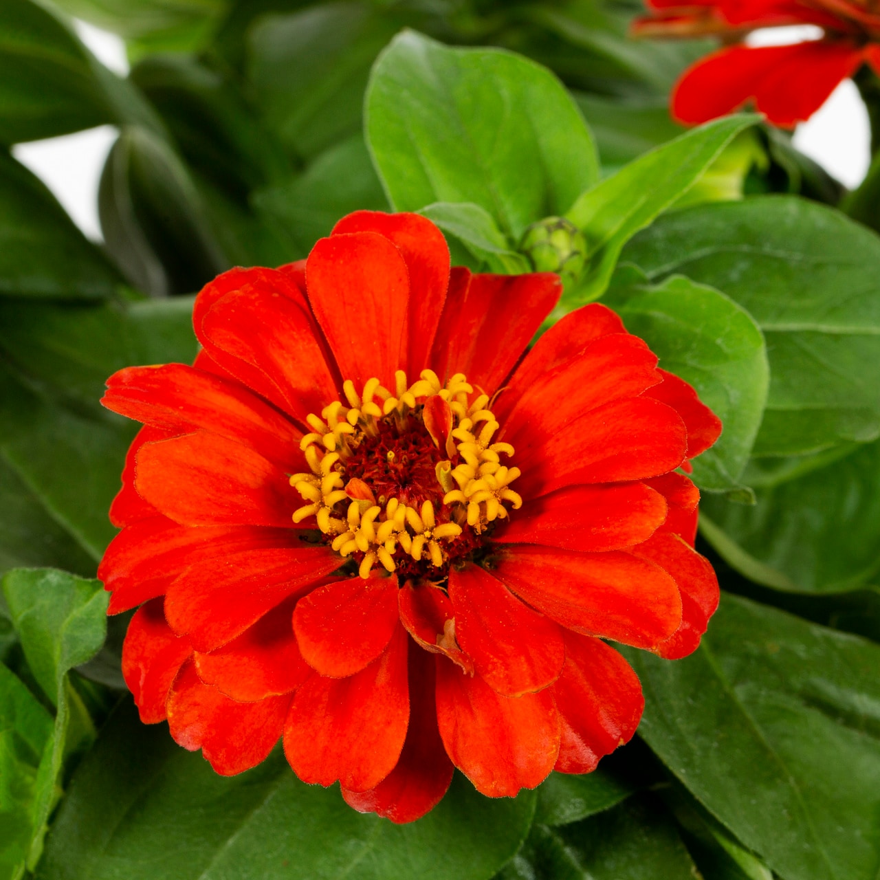 Metrolina Greenhouses 5057 annuals - View #3