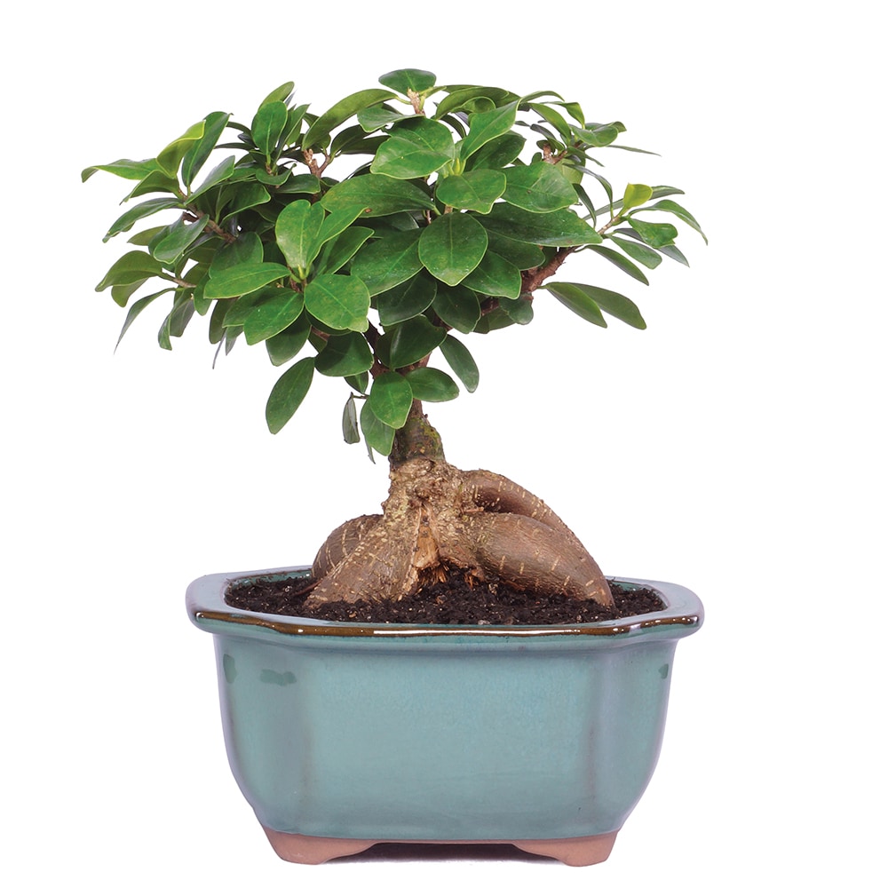 Brussel's Gensing Grafted Ficus House Plant in 6-in Planter in House Plants department at Lowes.com