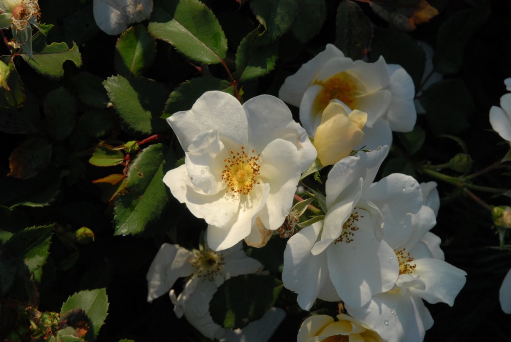 Spring Hill Nurseries 88439 roses - View #3