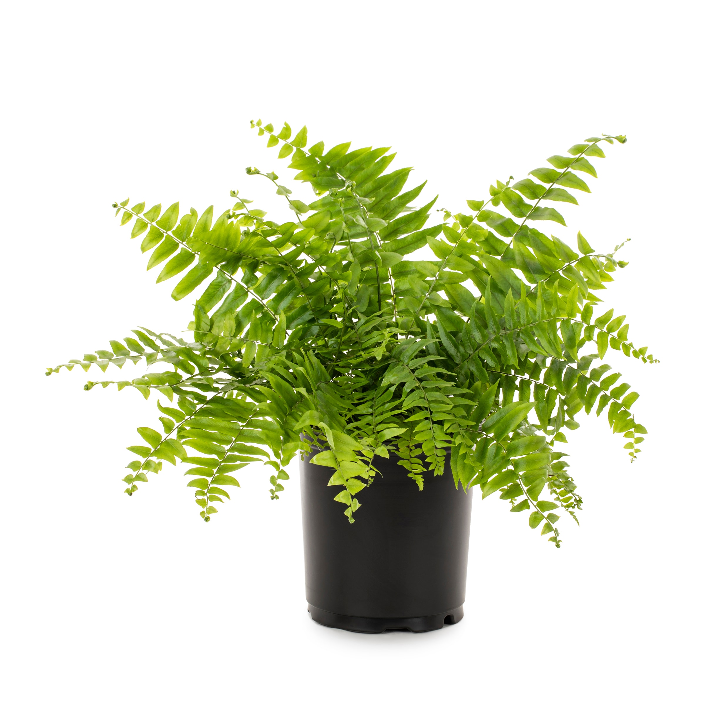 Lowe's 1944955 Giant Sword Fern Accent Shrub in 1.72 -Gallon Pot 1 -Pack