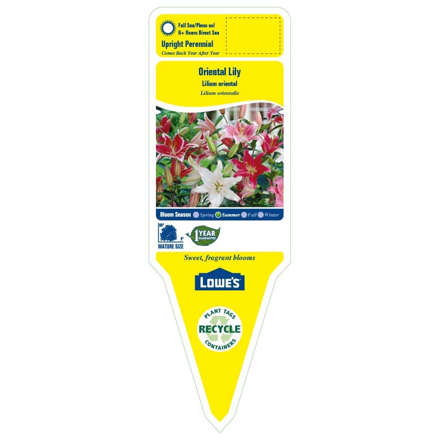 Lowe's NURSERY perennials - View #2