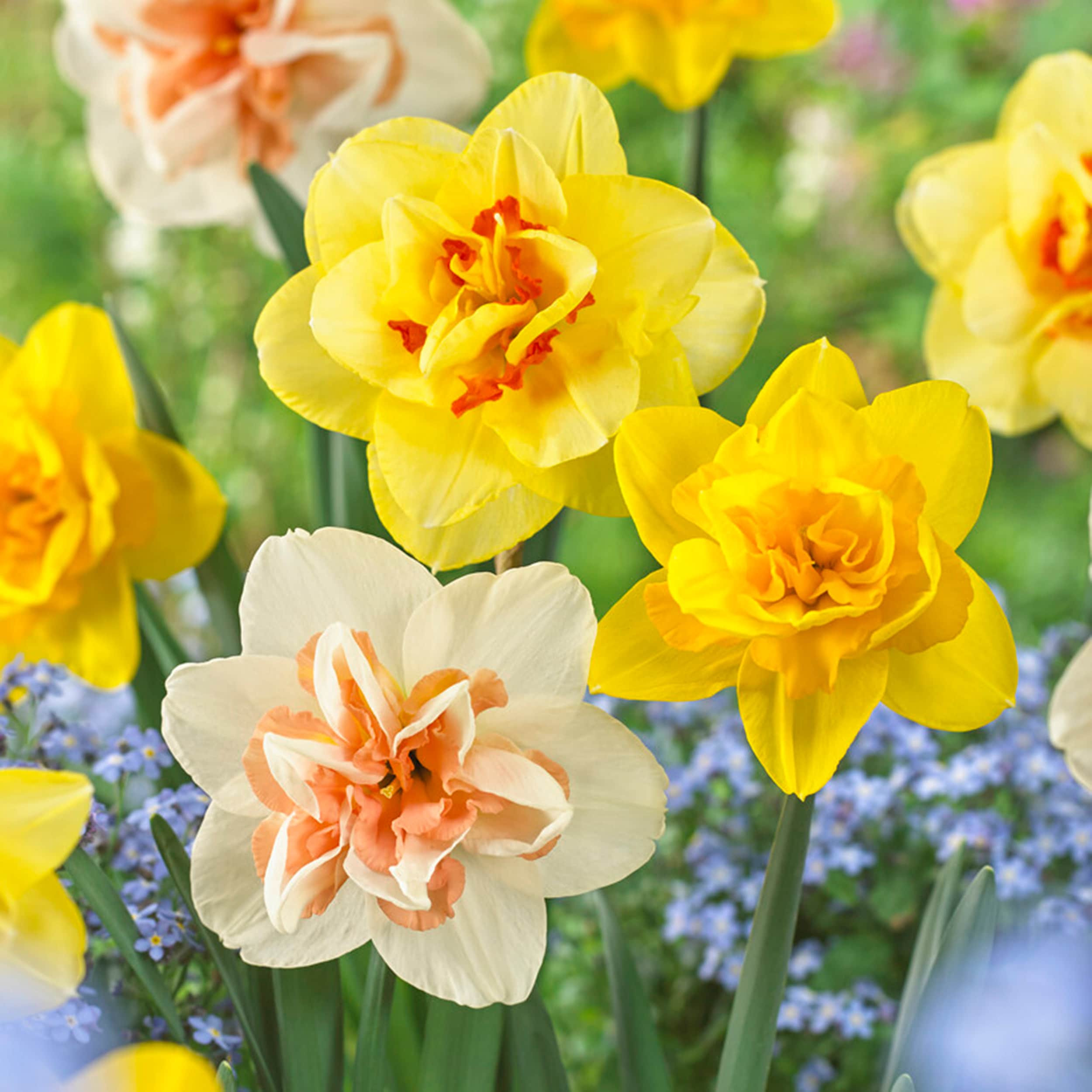 Daffodil, Spring flower, Narcissus, Bulb